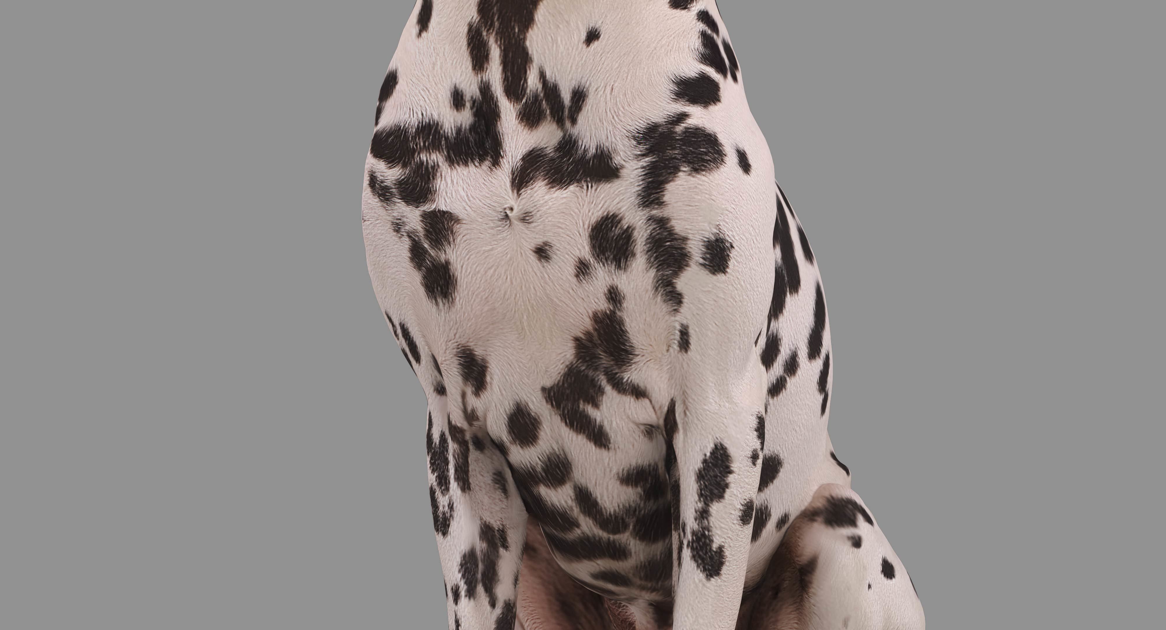 Dalmatian Dog Sitting Low-poly 3D model_15