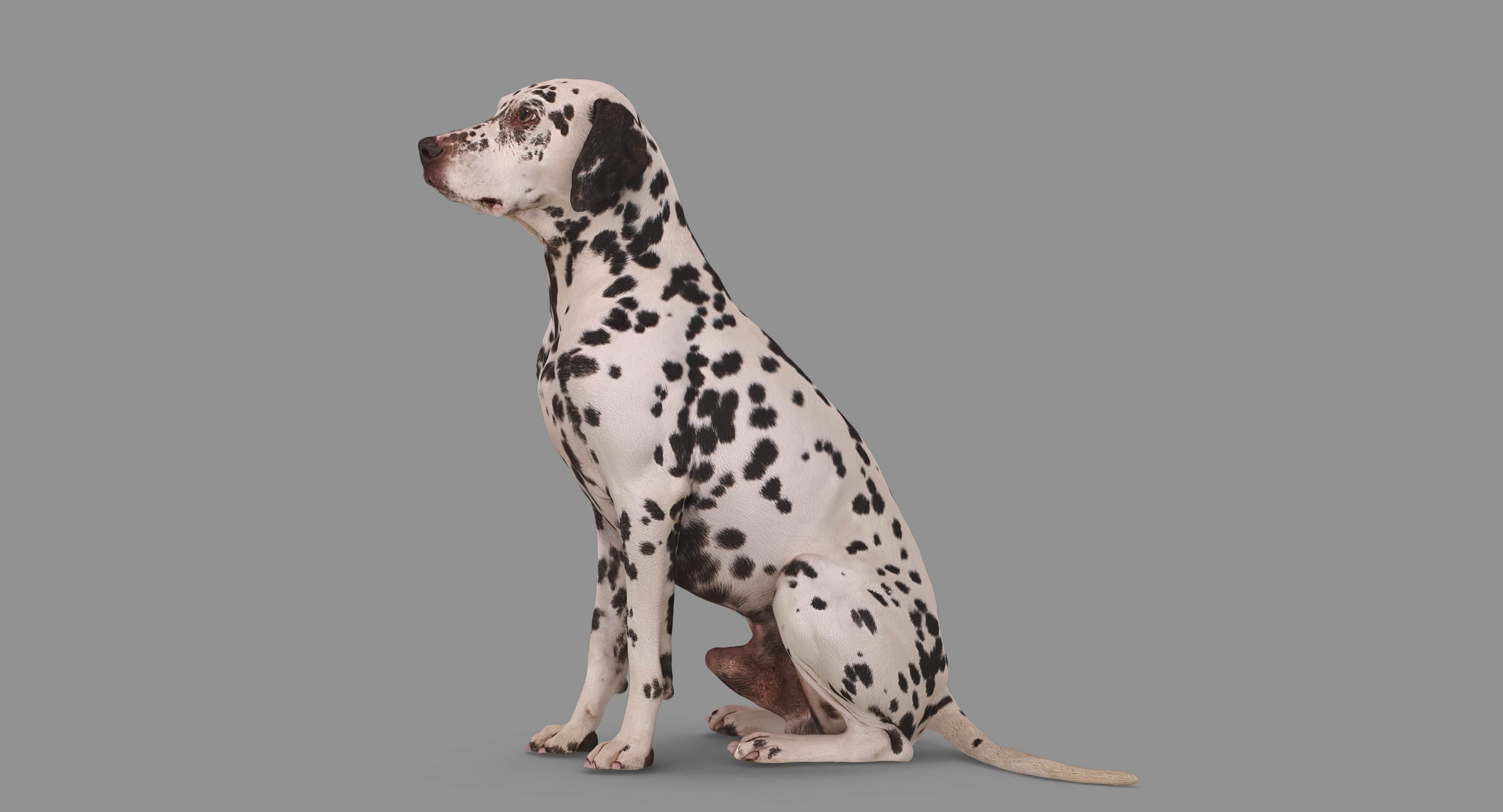 Dalmatian Dog Sitting Low-poly 3D model_87
