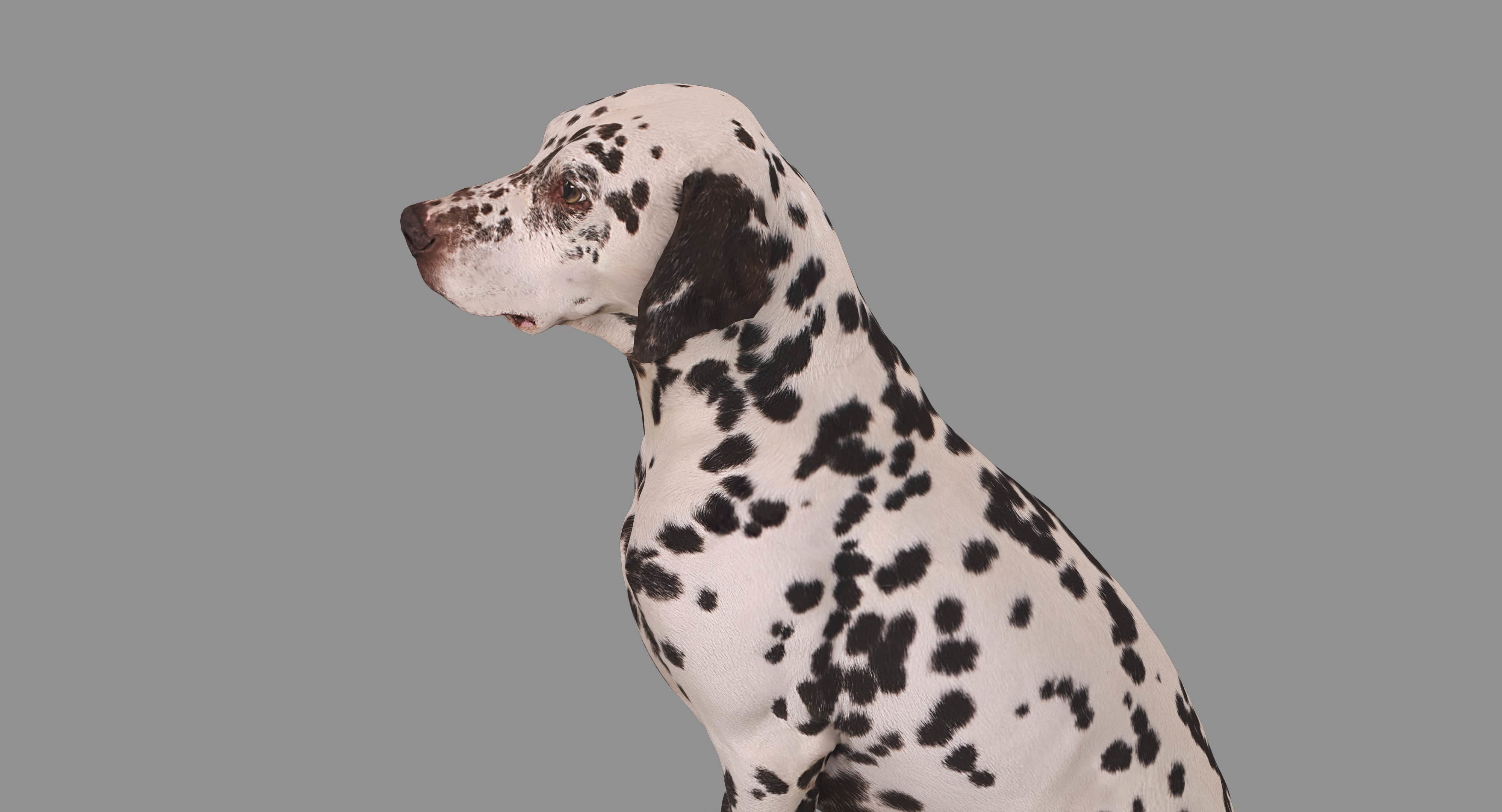 Dalmatian Dog Sitting Low-poly 3D model_39