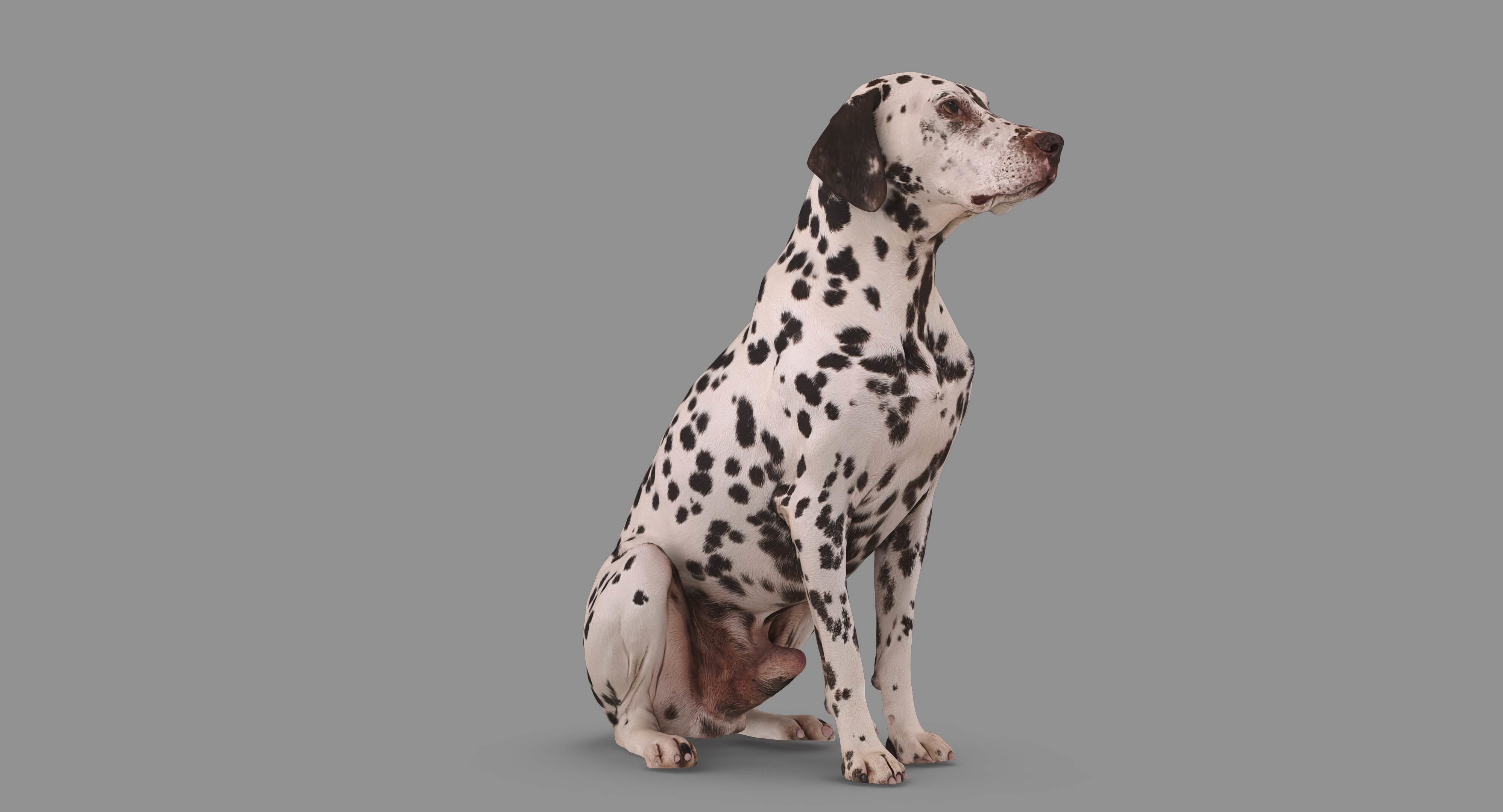 Dalmatian Dog Sitting Low-poly 3D model_57
