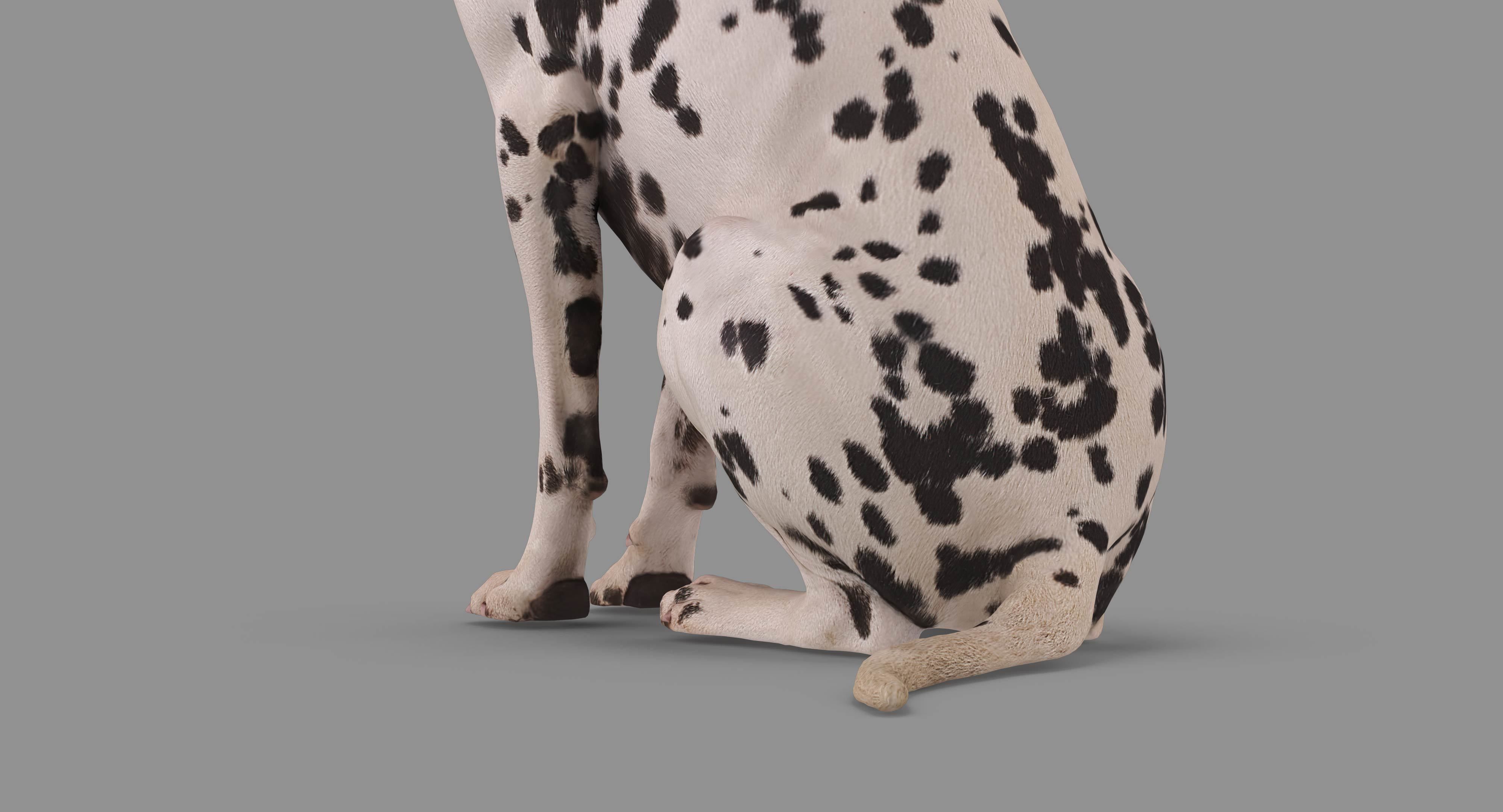 Dalmatian Dog Sitting Low-poly 3D model_37