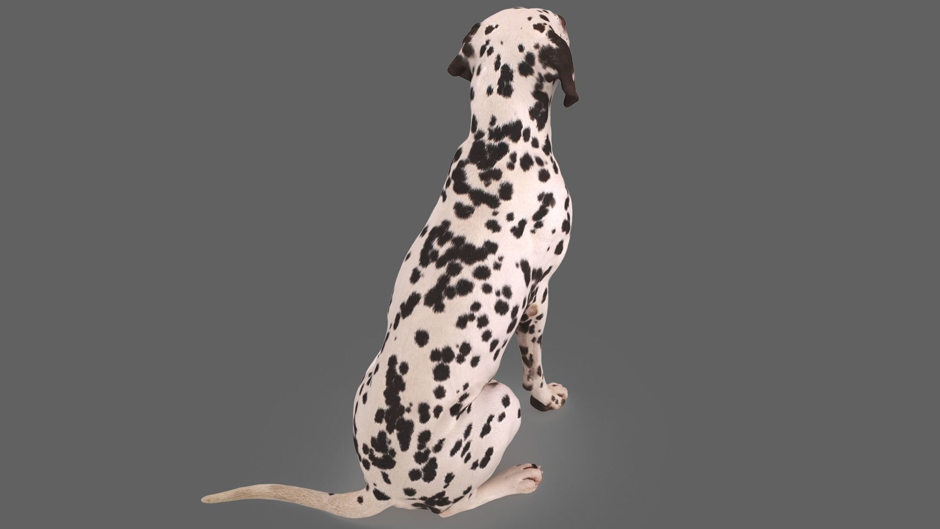 Dalmatian Dog Sitting Low-poly 3D model_3