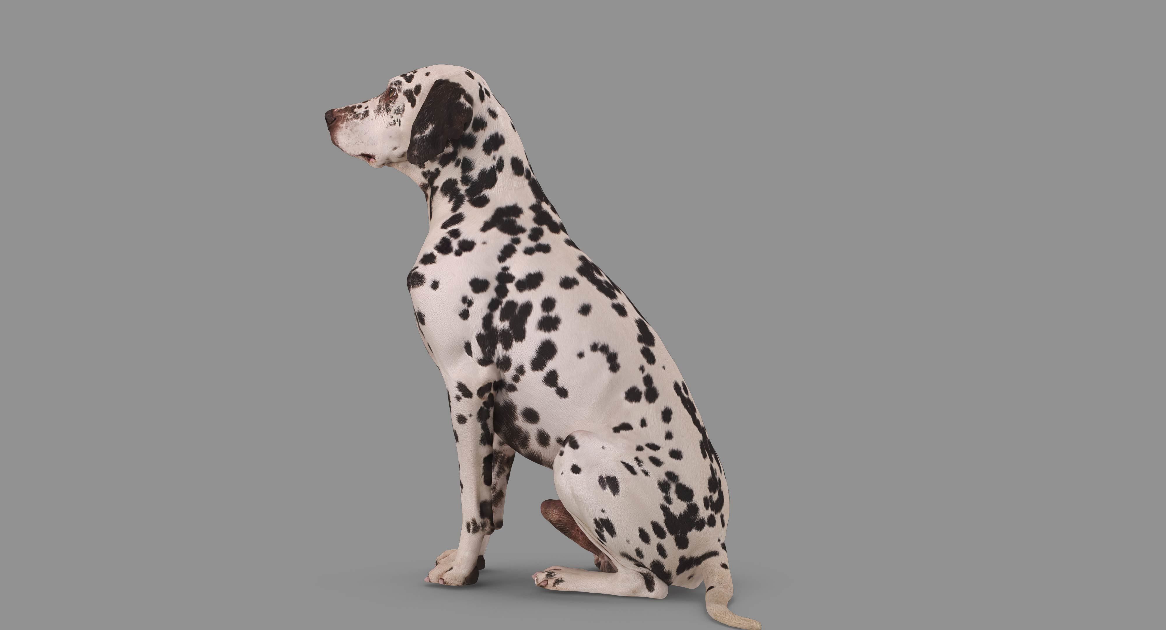 Dalmatian Dog Sitting Low-poly 3D model_83