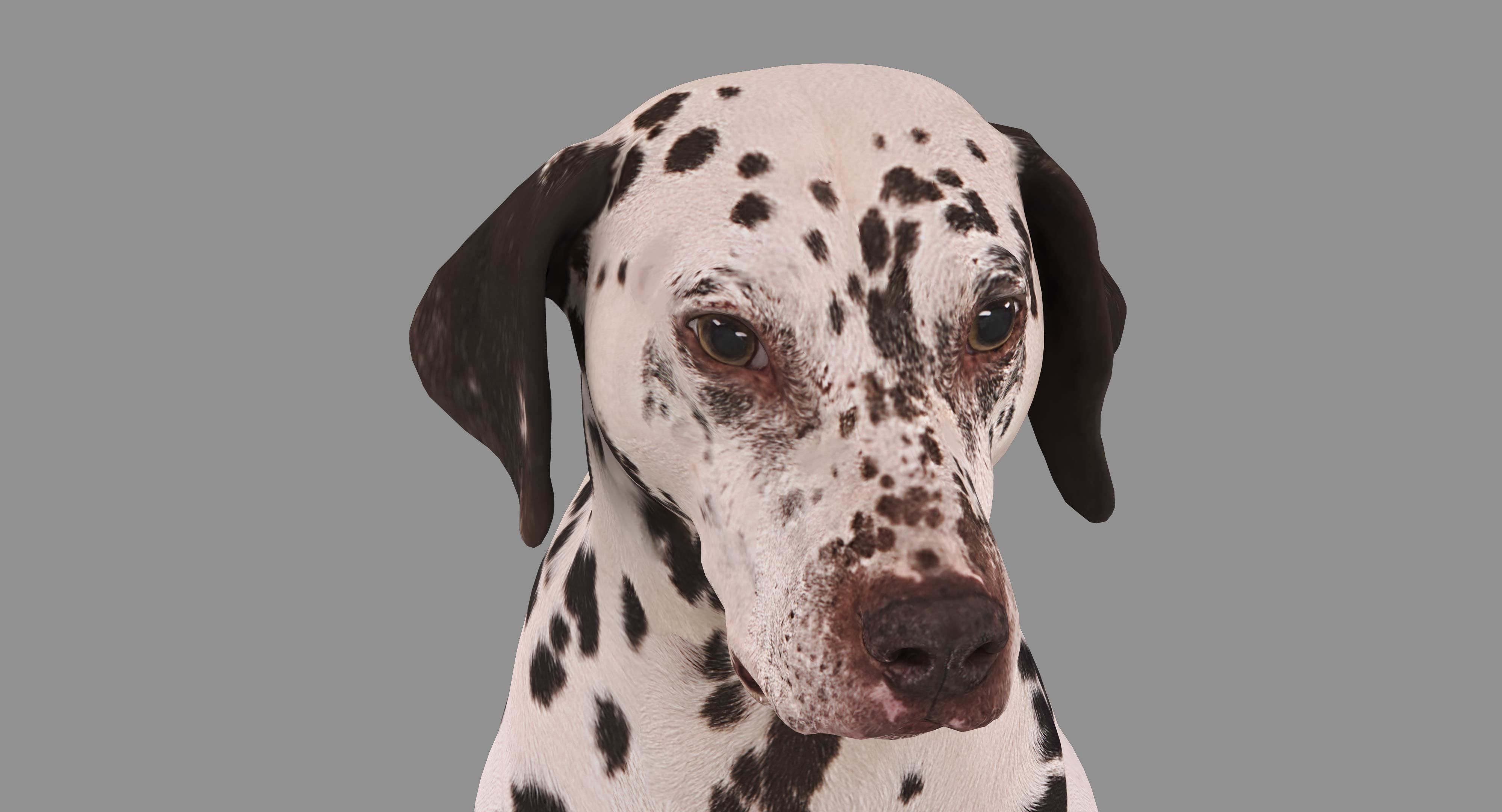 Dalmatian Dog Sitting Low-poly 3D model_19