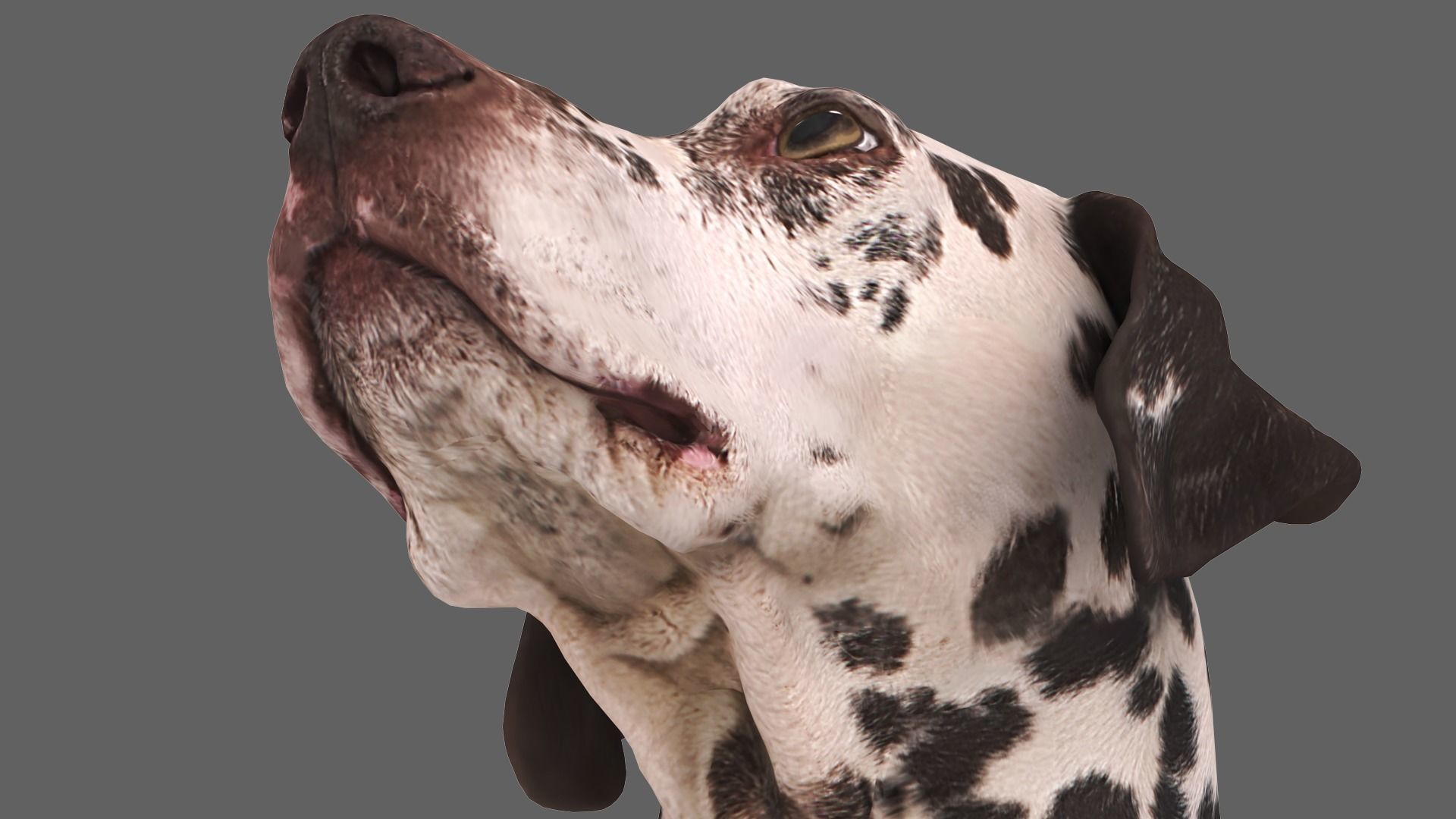Dalmatian Dog Sitting Low-poly 3D model_4
