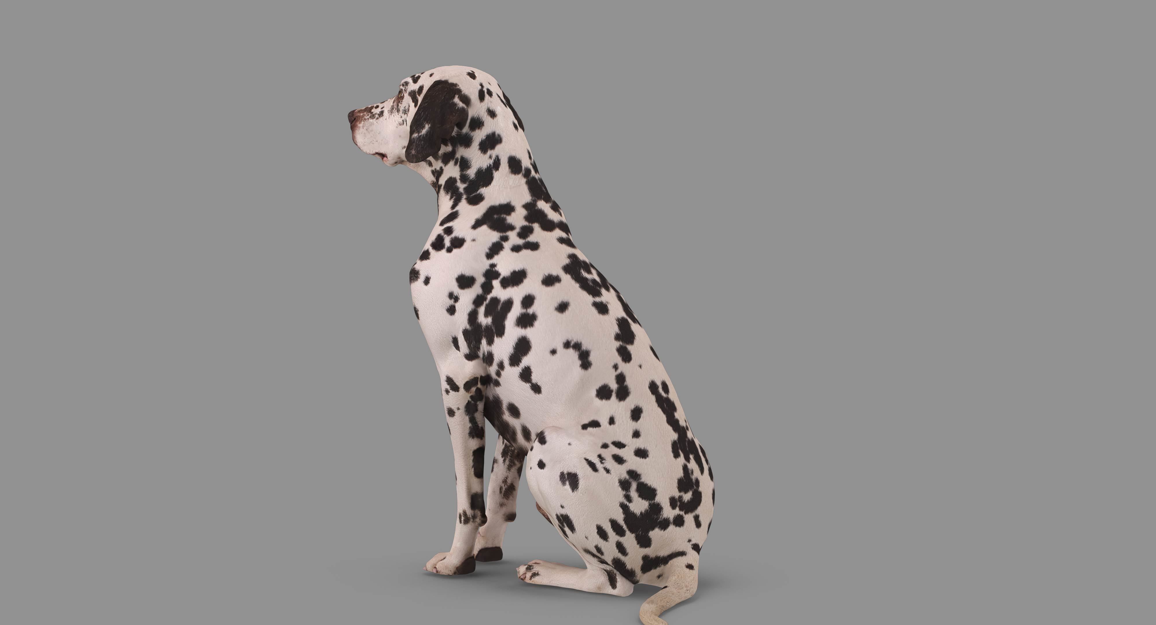 Dalmatian Dog Sitting Low-poly 3D model_81