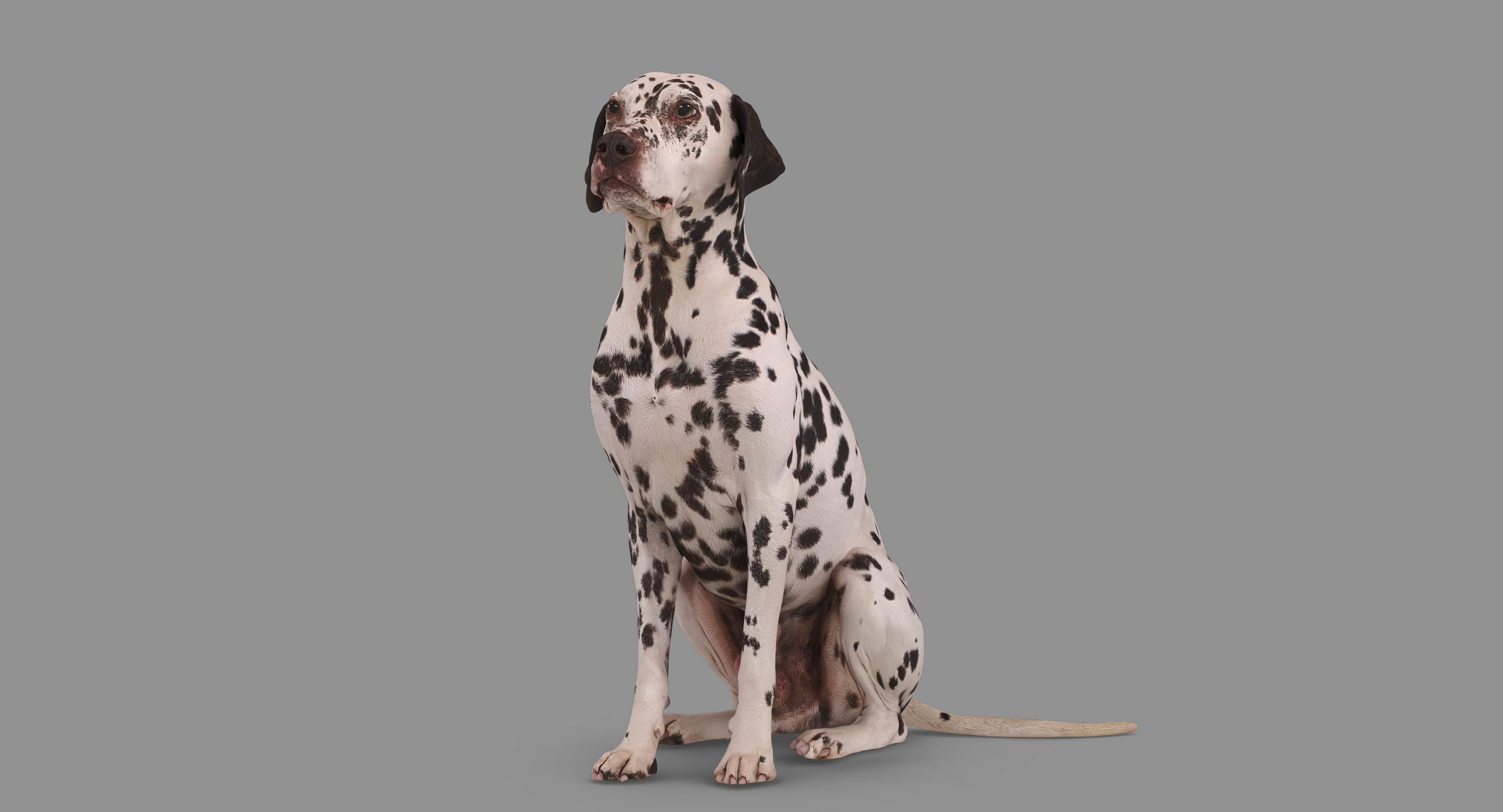 Dalmatian Dog Sitting Low-poly 3D model_47