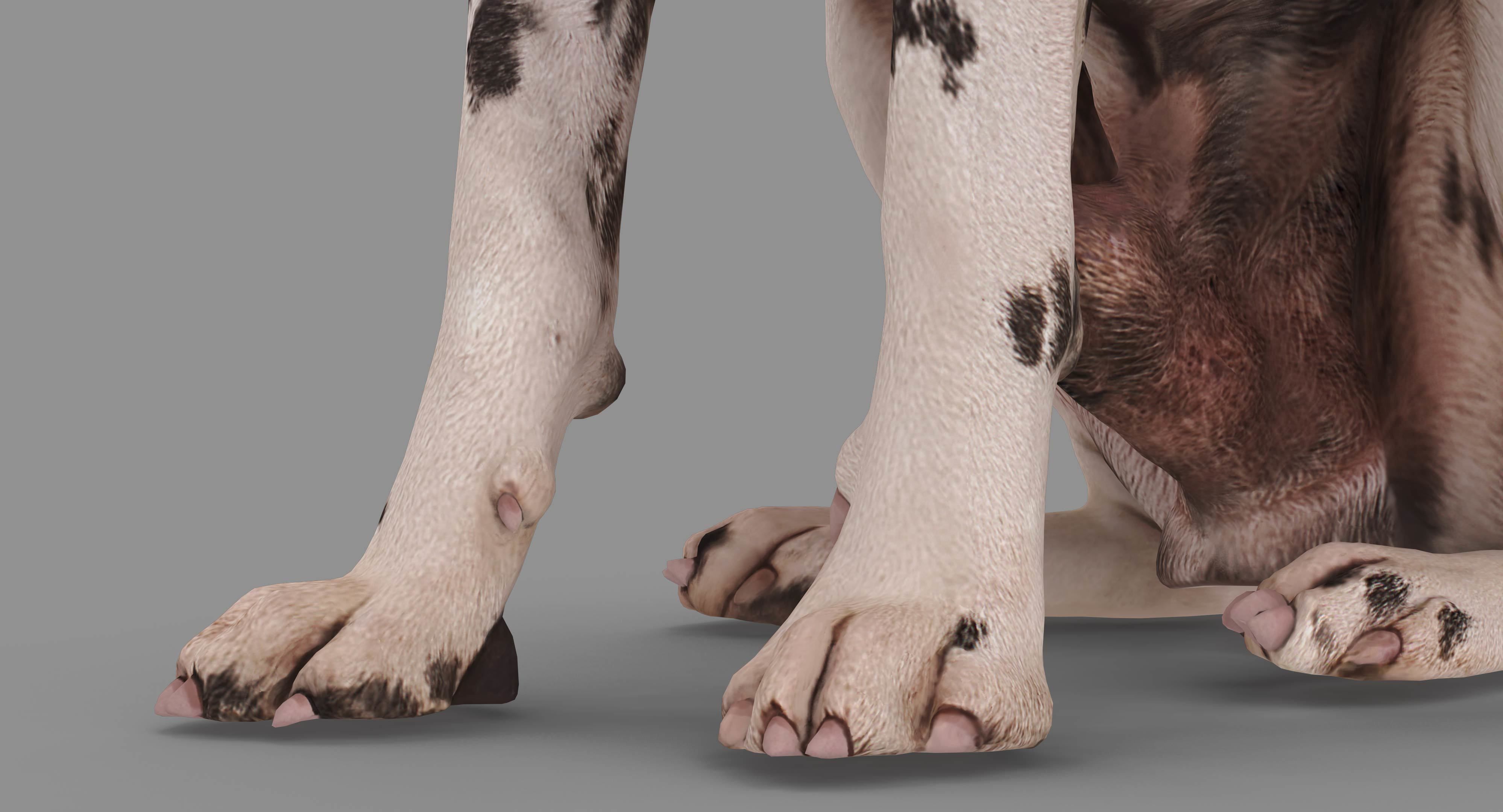Dalmatian Dog Sitting Low-poly 3D model_11