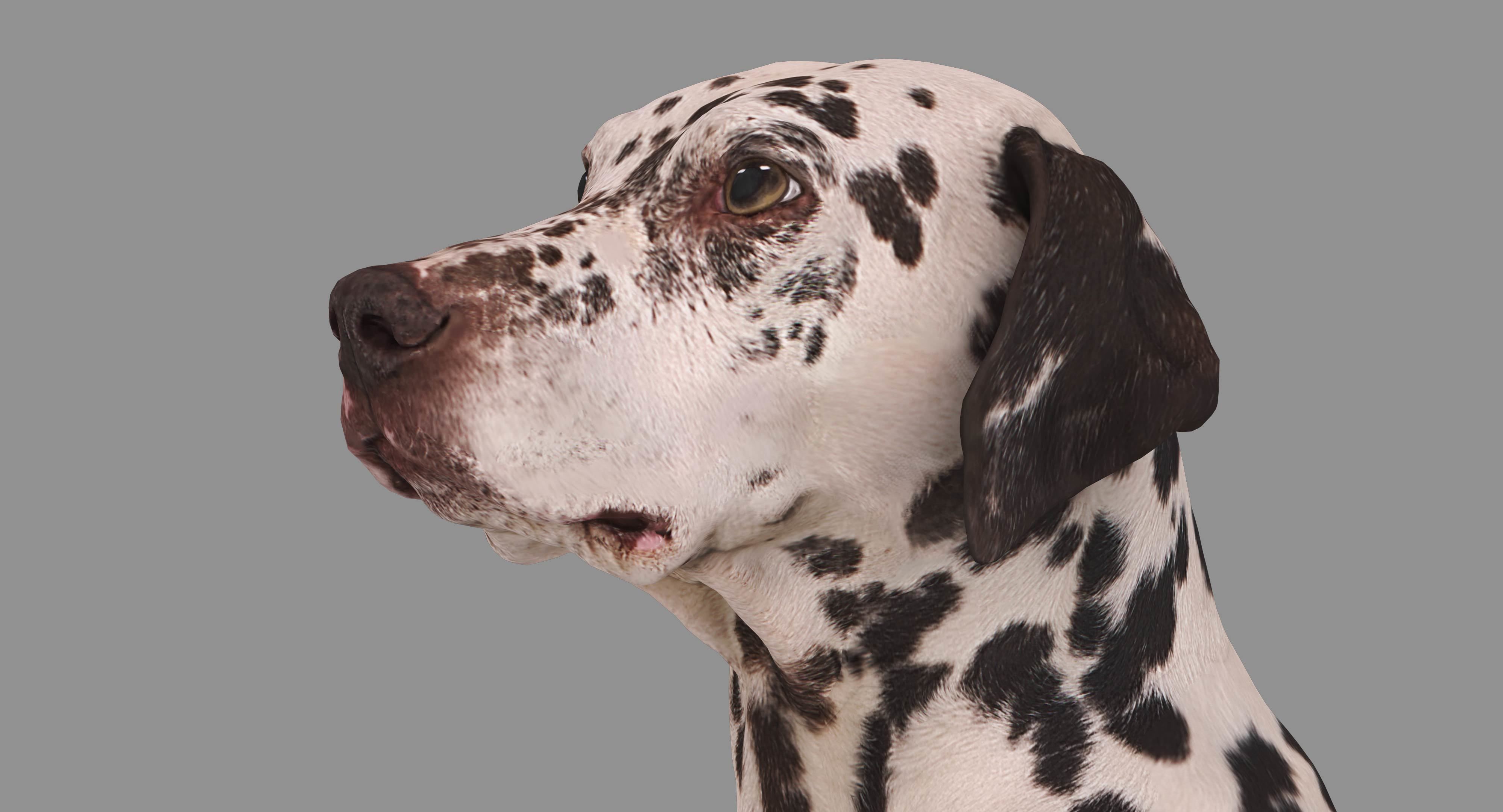 Dalmatian Dog Sitting Low-poly 3D model_7