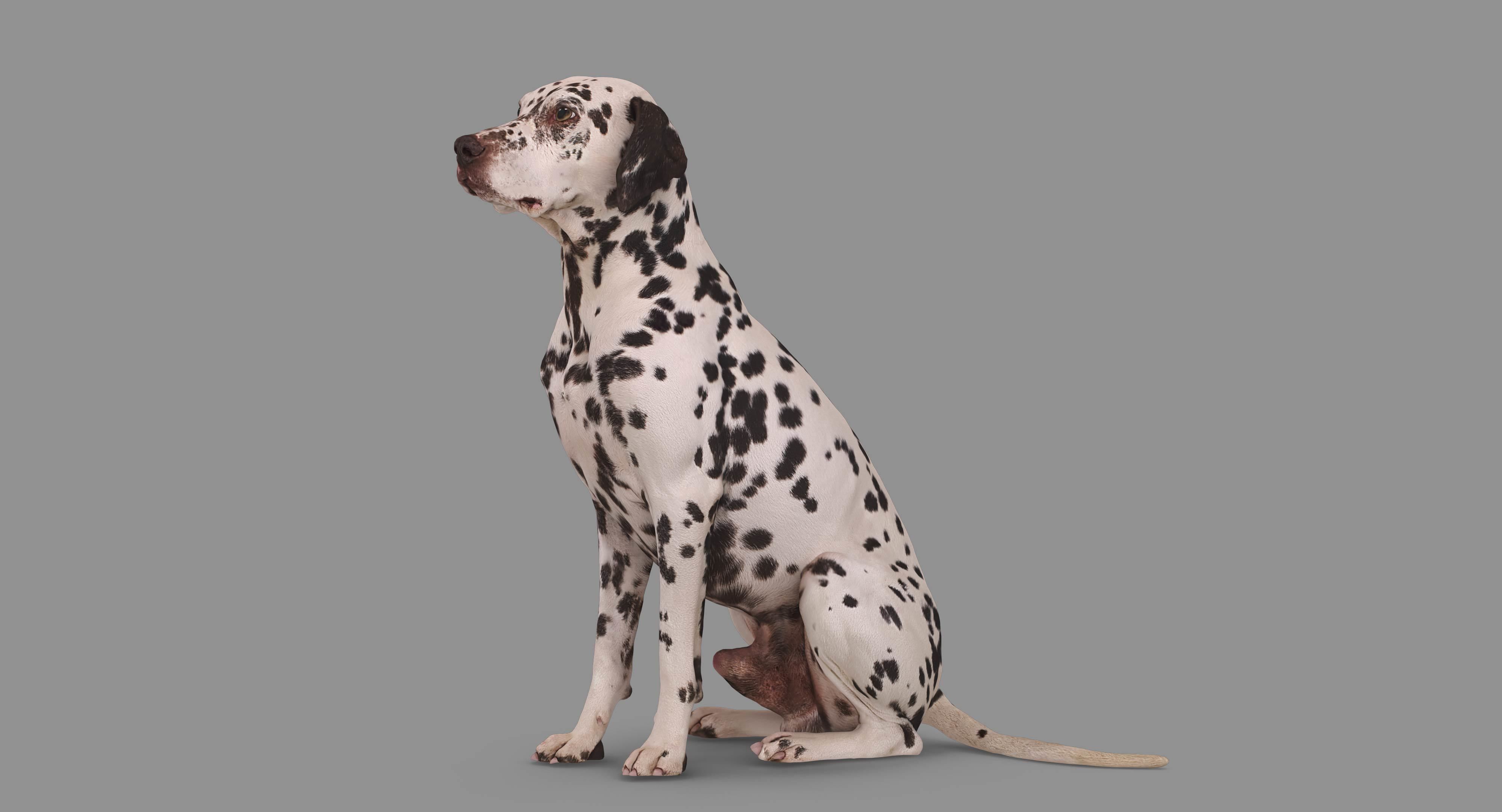 Dalmatian Dog Sitting Low-poly 3D model_89