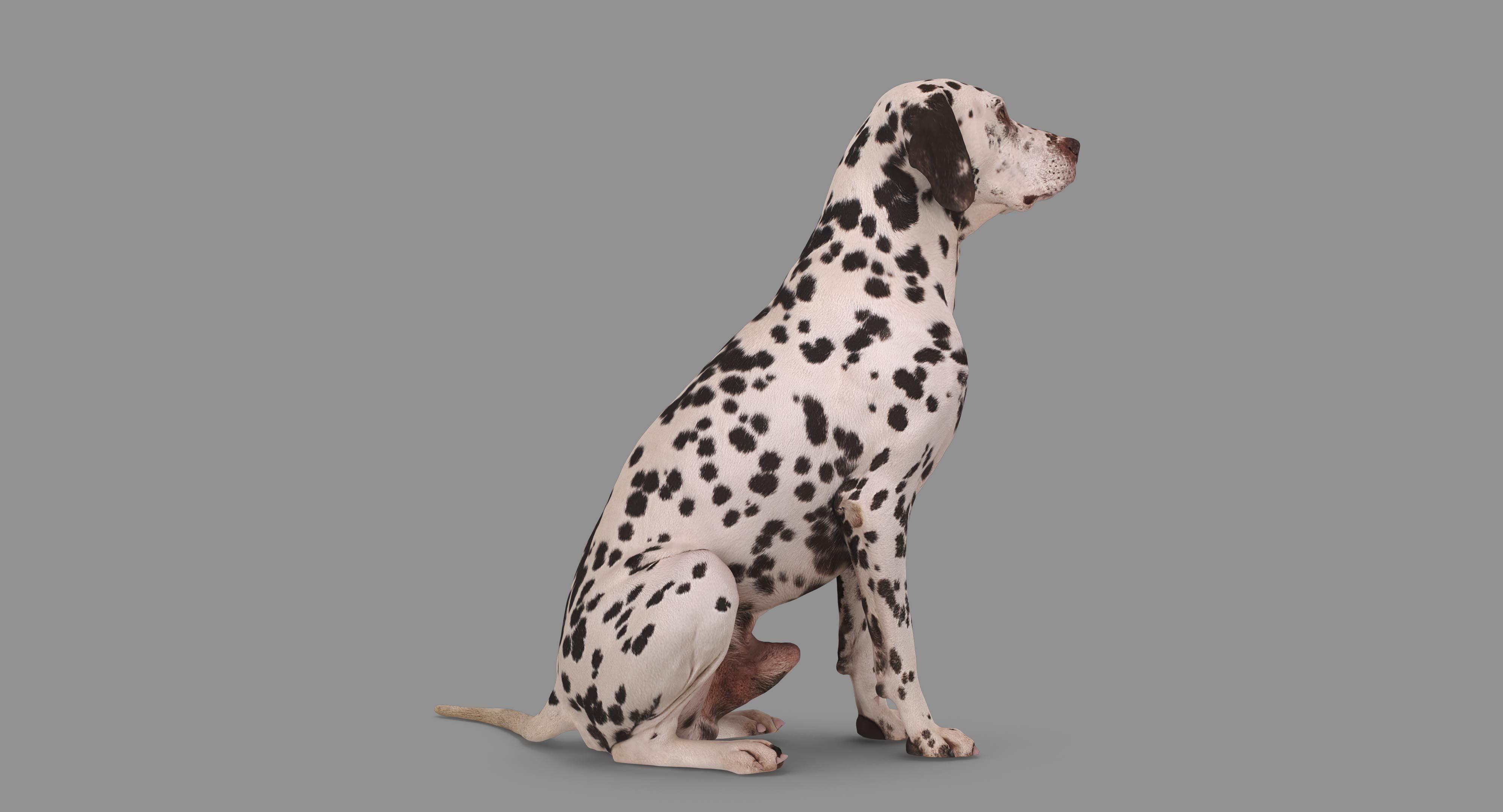 Dalmatian Dog Sitting Low-poly 3D model_63