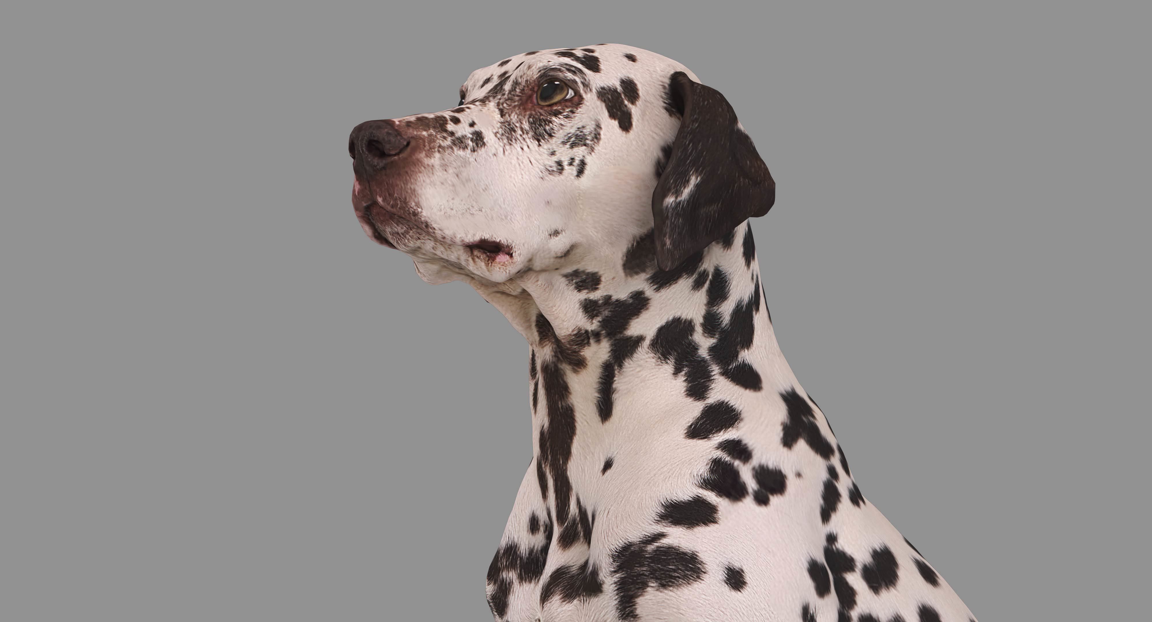 Dalmatian Dog Sitting Low-poly 3D model_43