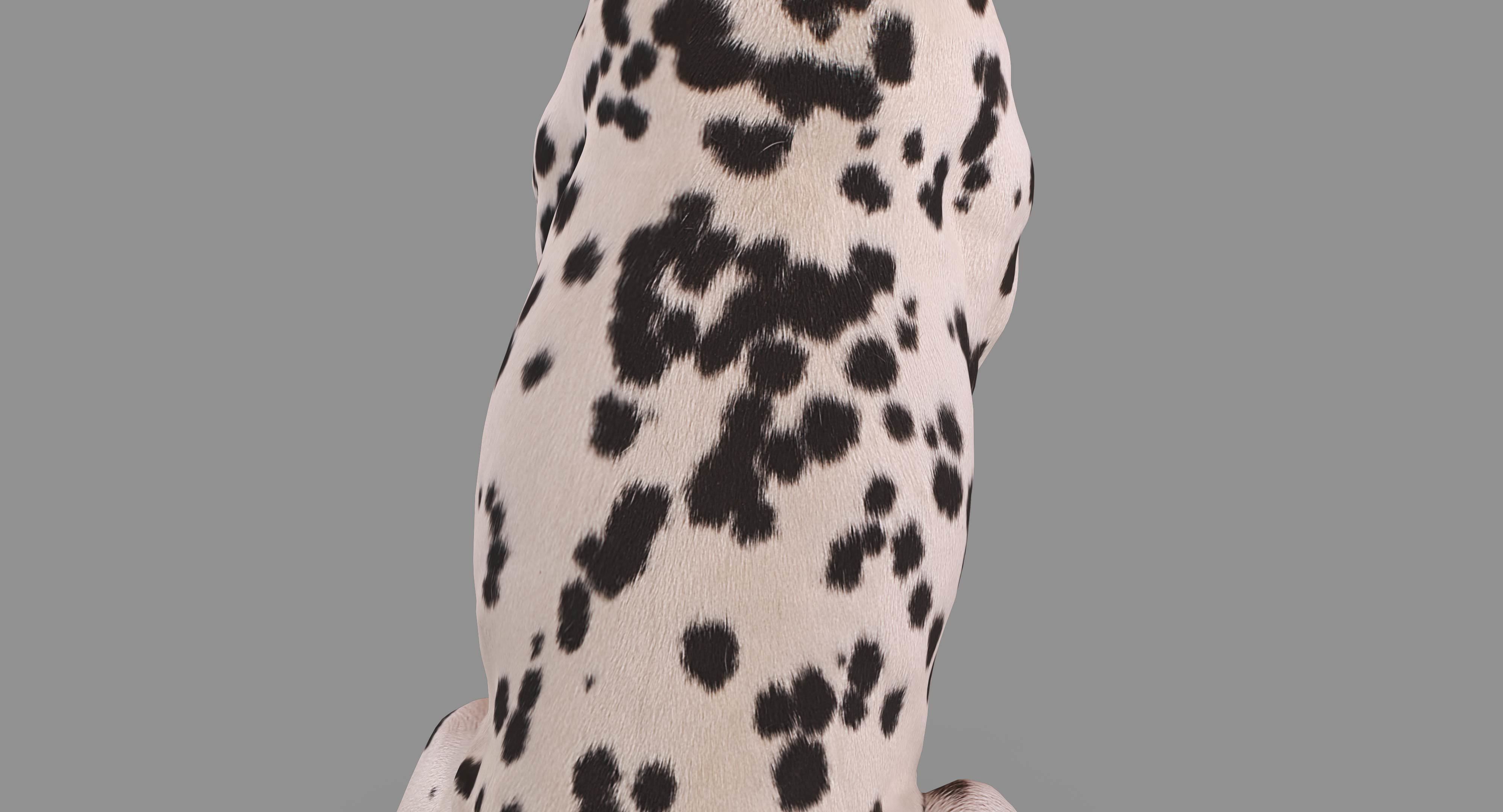 Dalmatian Dog Sitting Low-poly 3D model_31