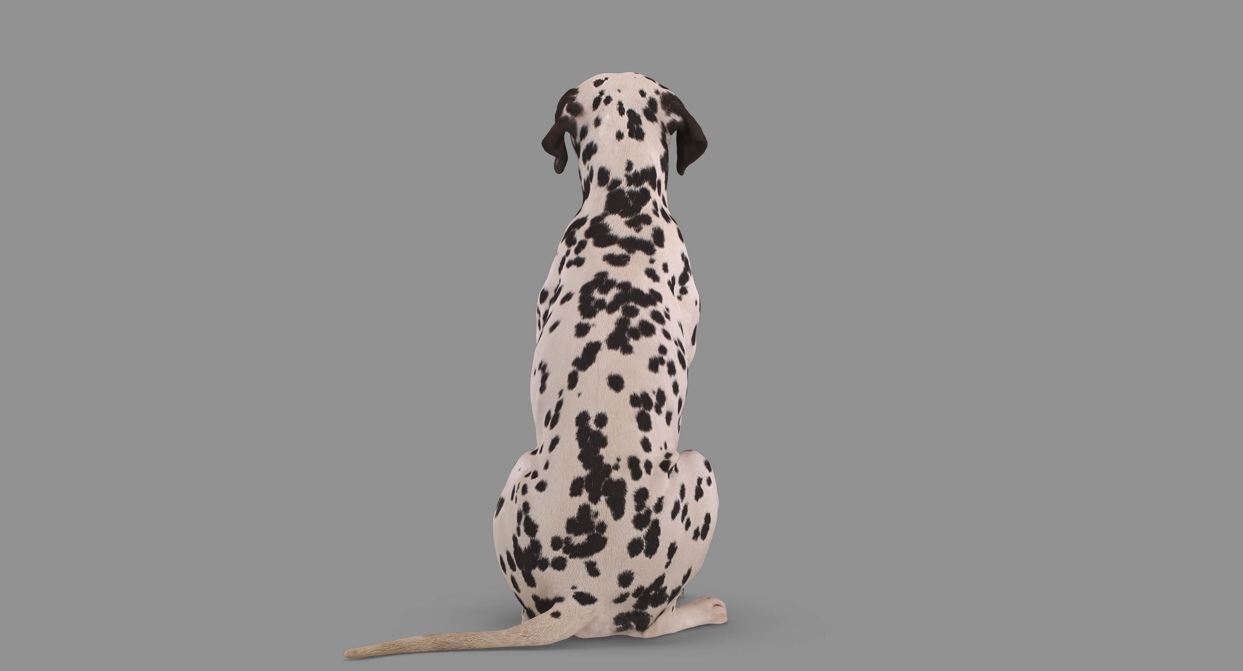 Dalmatian Dog Sitting Low-poly 3D model_73