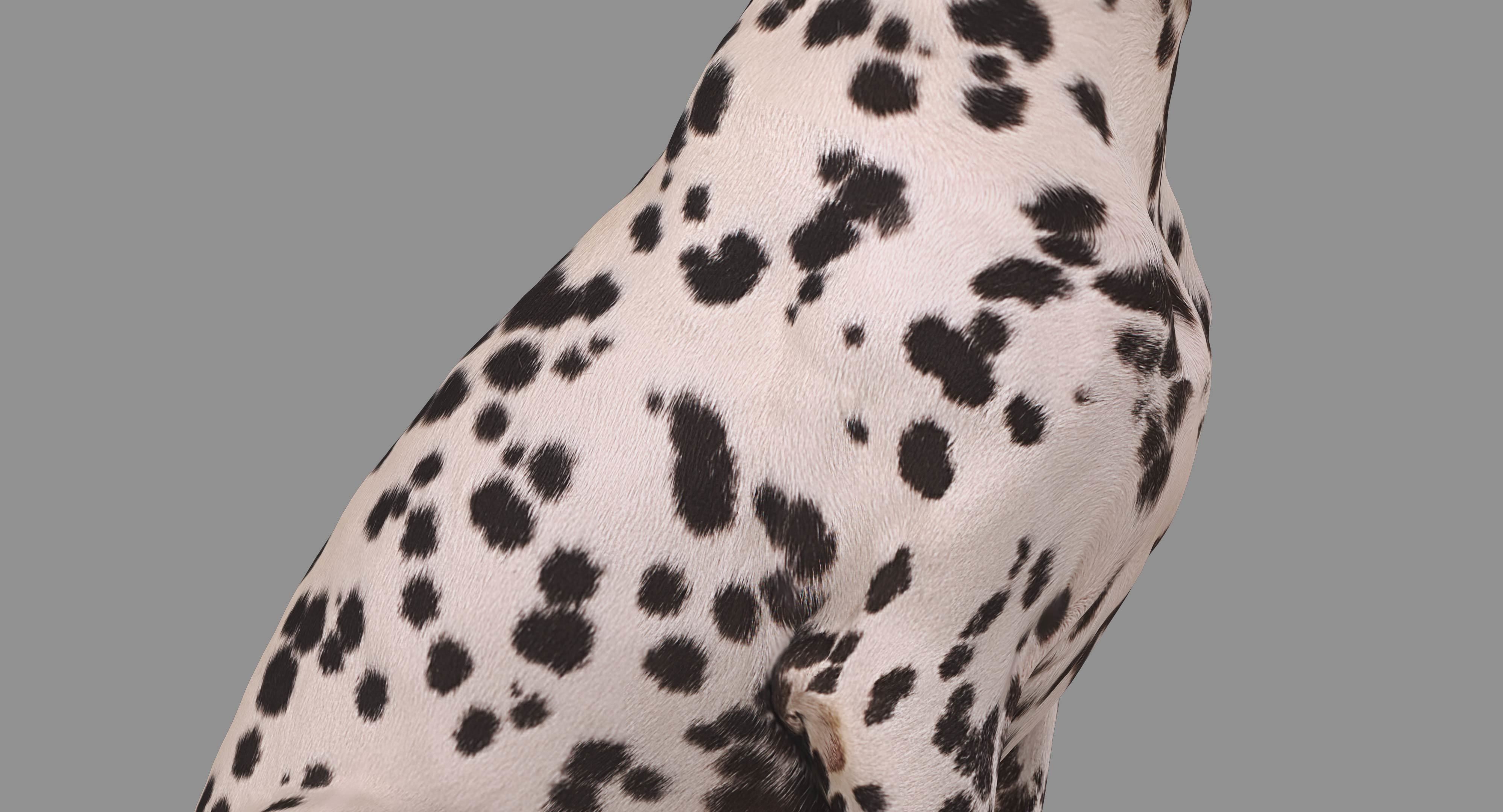 Dalmatian Dog Sitting Low-poly 3D model_23
