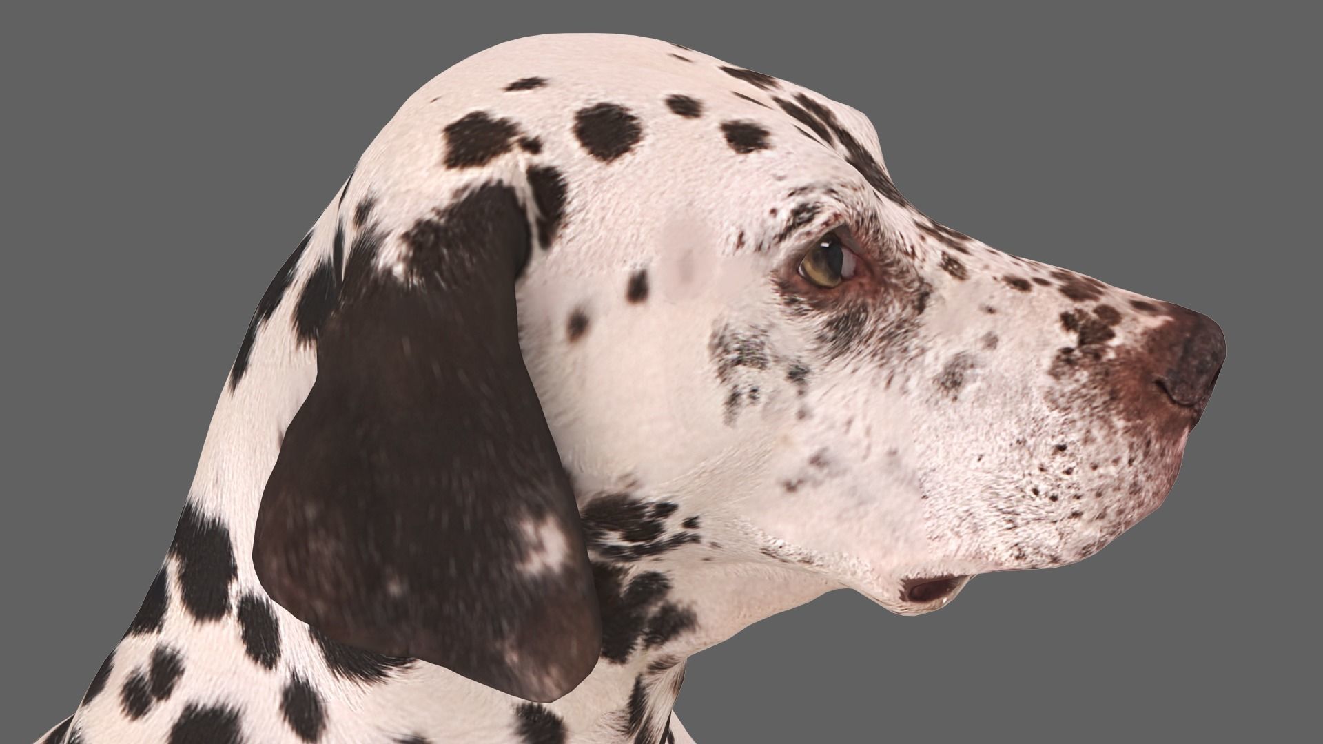 Dalmatian Dog Sitting Low-poly 3D model_5