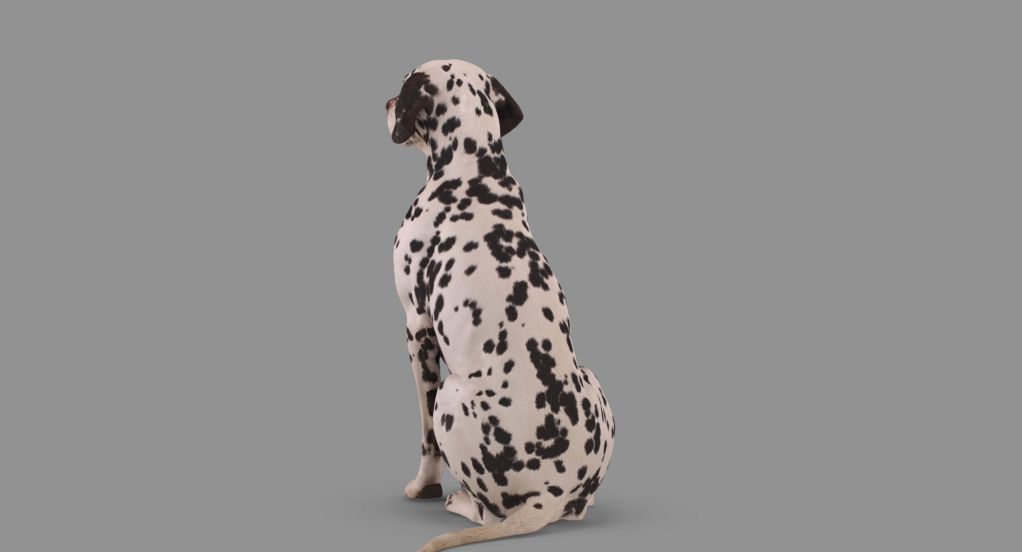 Dalmatian Dog Sitting Low-poly 3D model_77