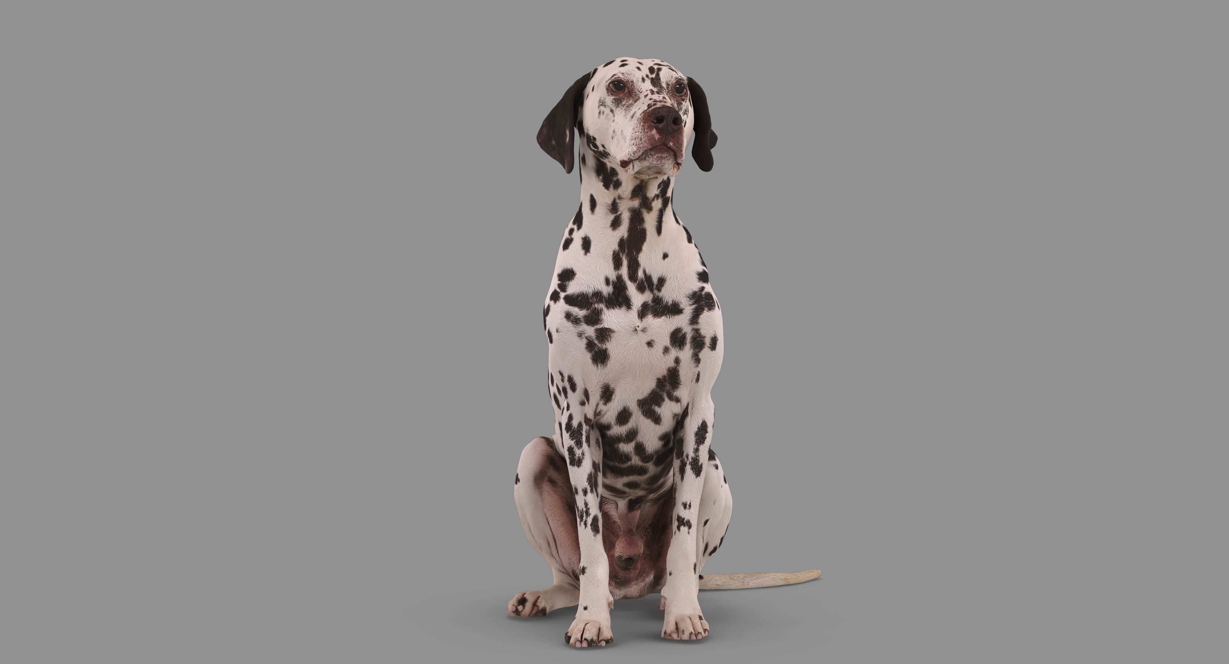 Dalmatian Dog Sitting Low-poly 3D model_51