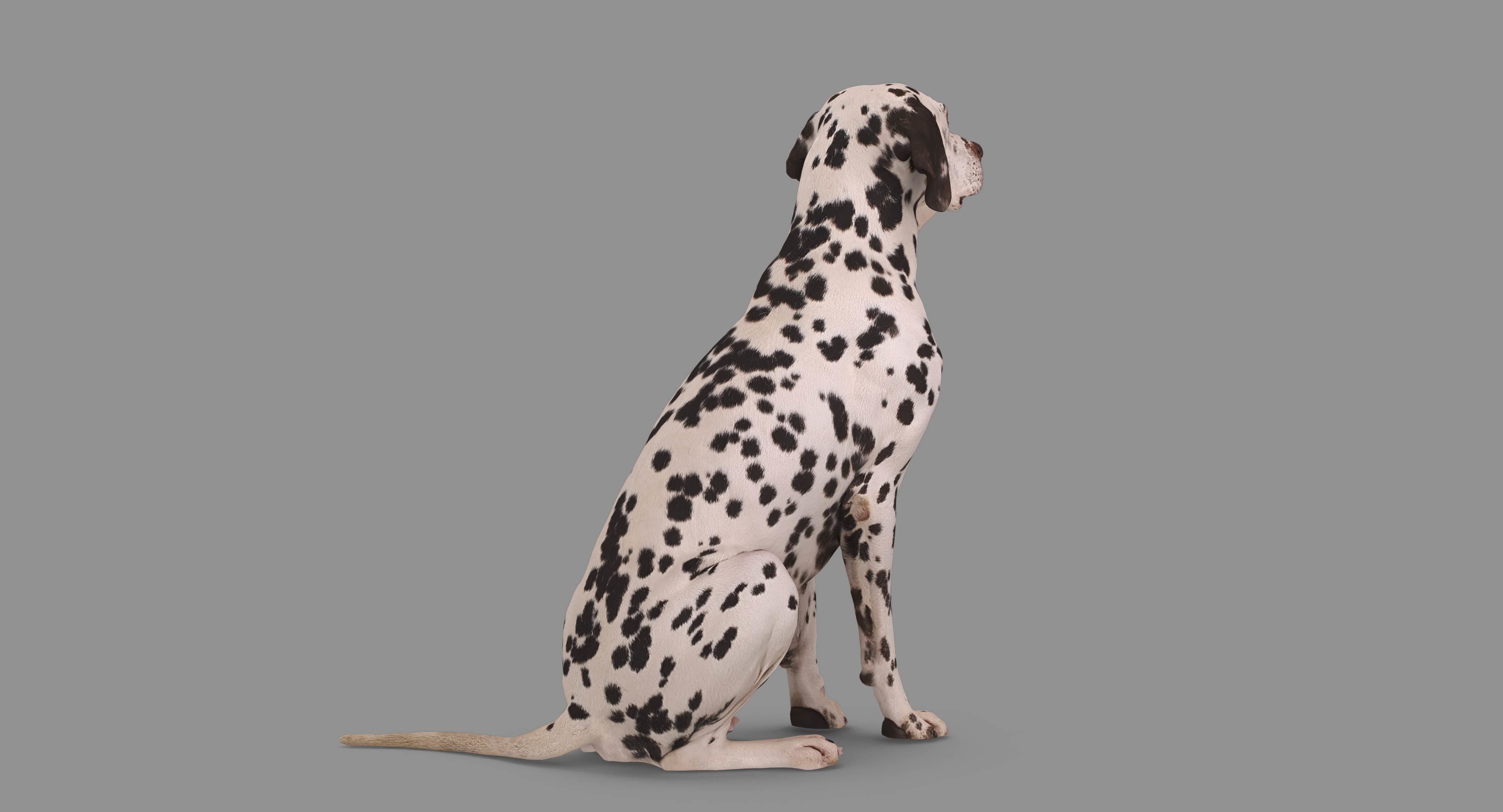 Dalmatian Dog Sitting Low-poly 3D model_67