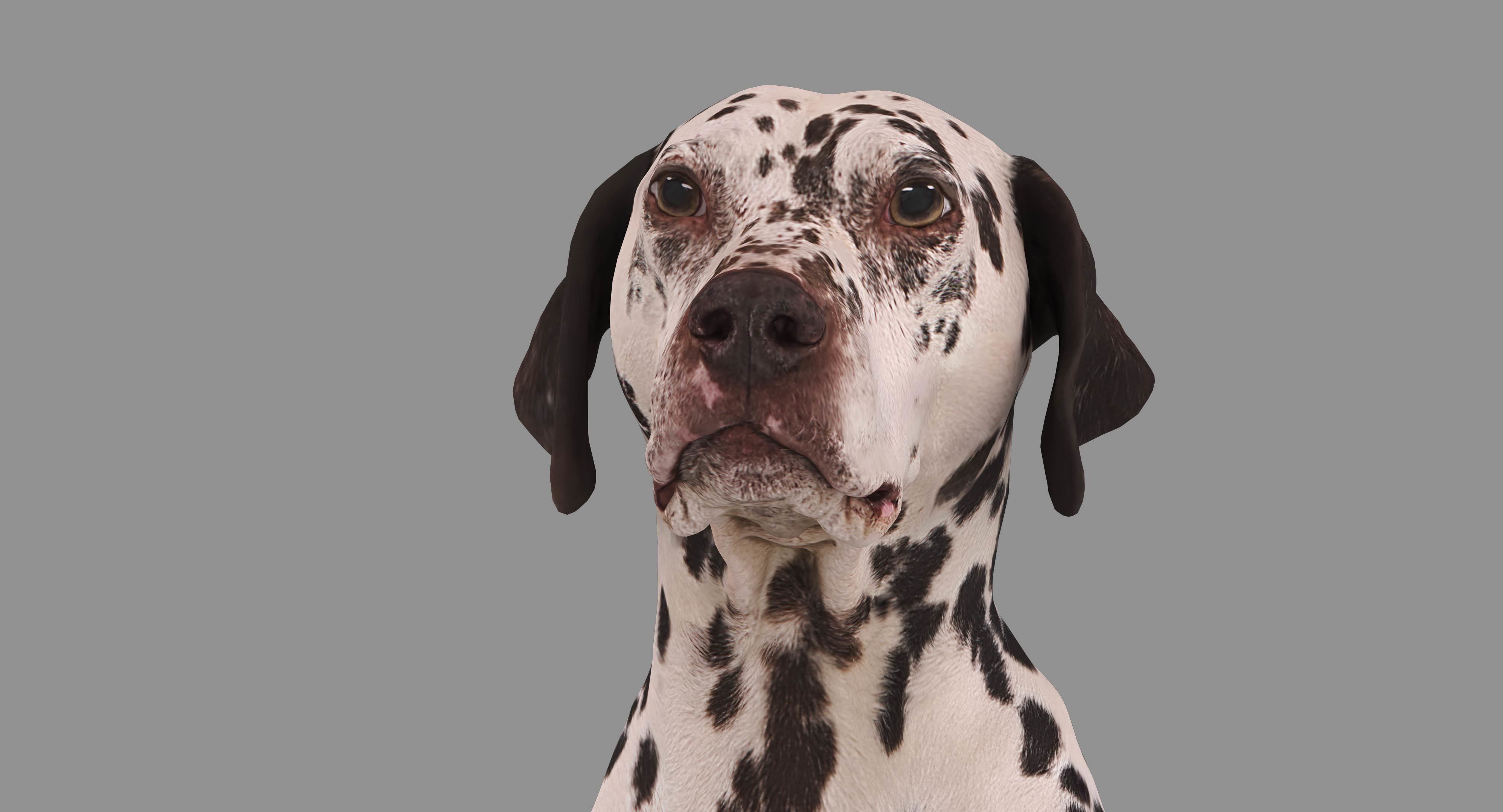 Dalmatian Dog Sitting Low-poly 3D model_13