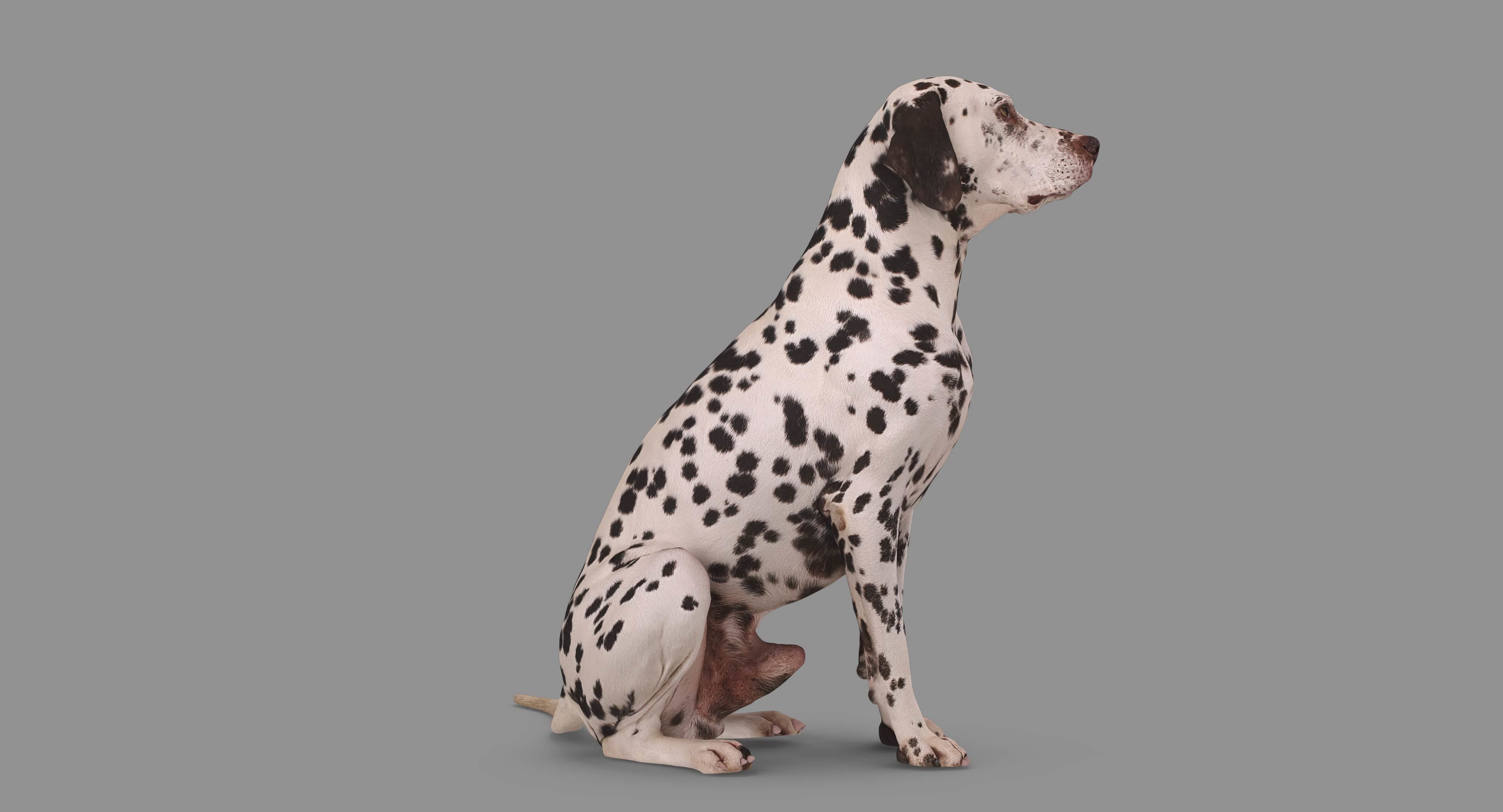 Dalmatian Dog Sitting Low-poly 3D model_61
