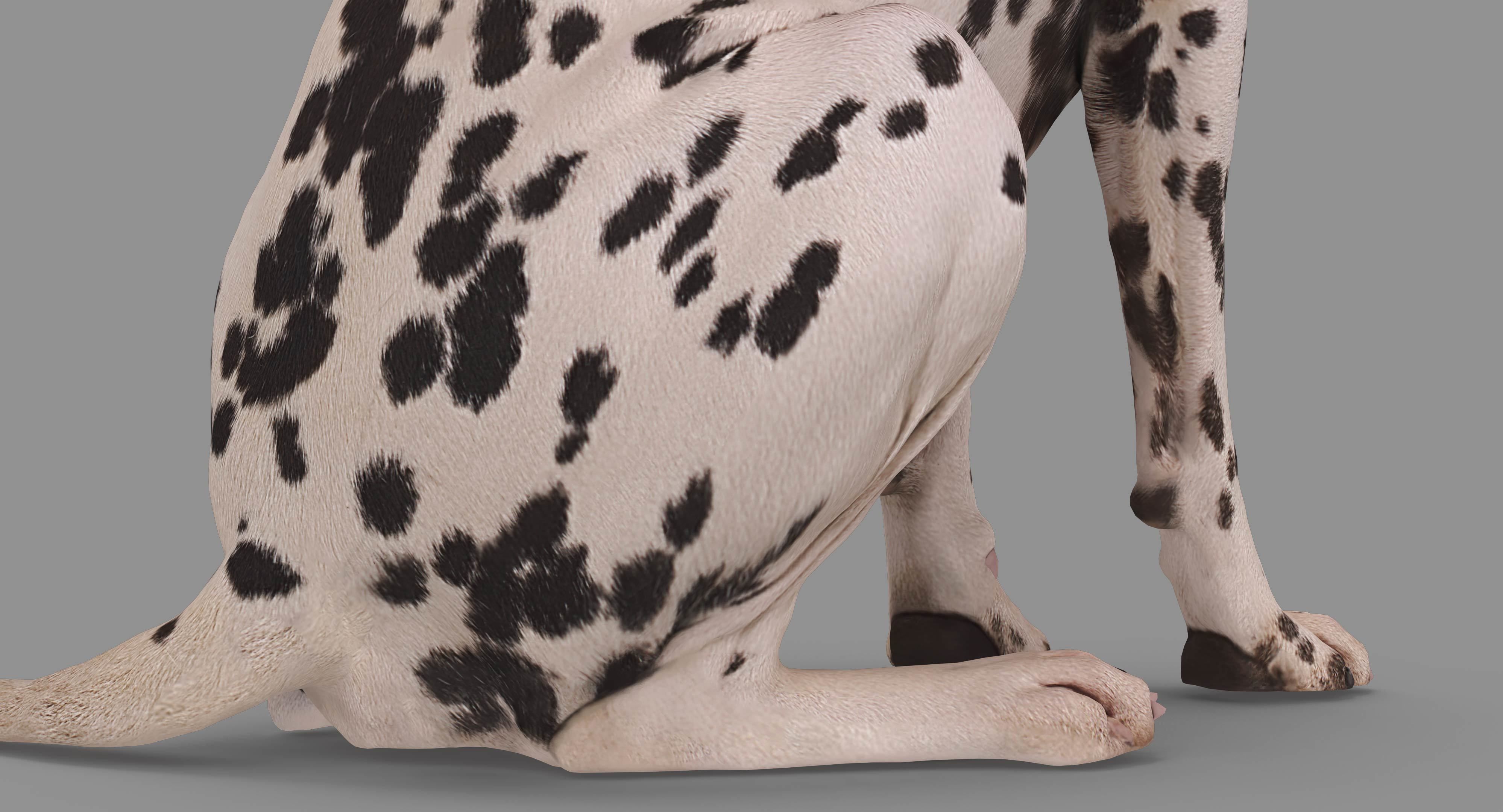Dalmatian Dog Sitting Low-poly 3D model_33