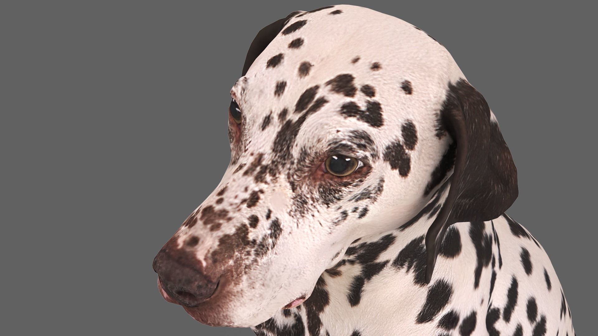 Dalmatian Dog Sitting Low-poly 3D model_2