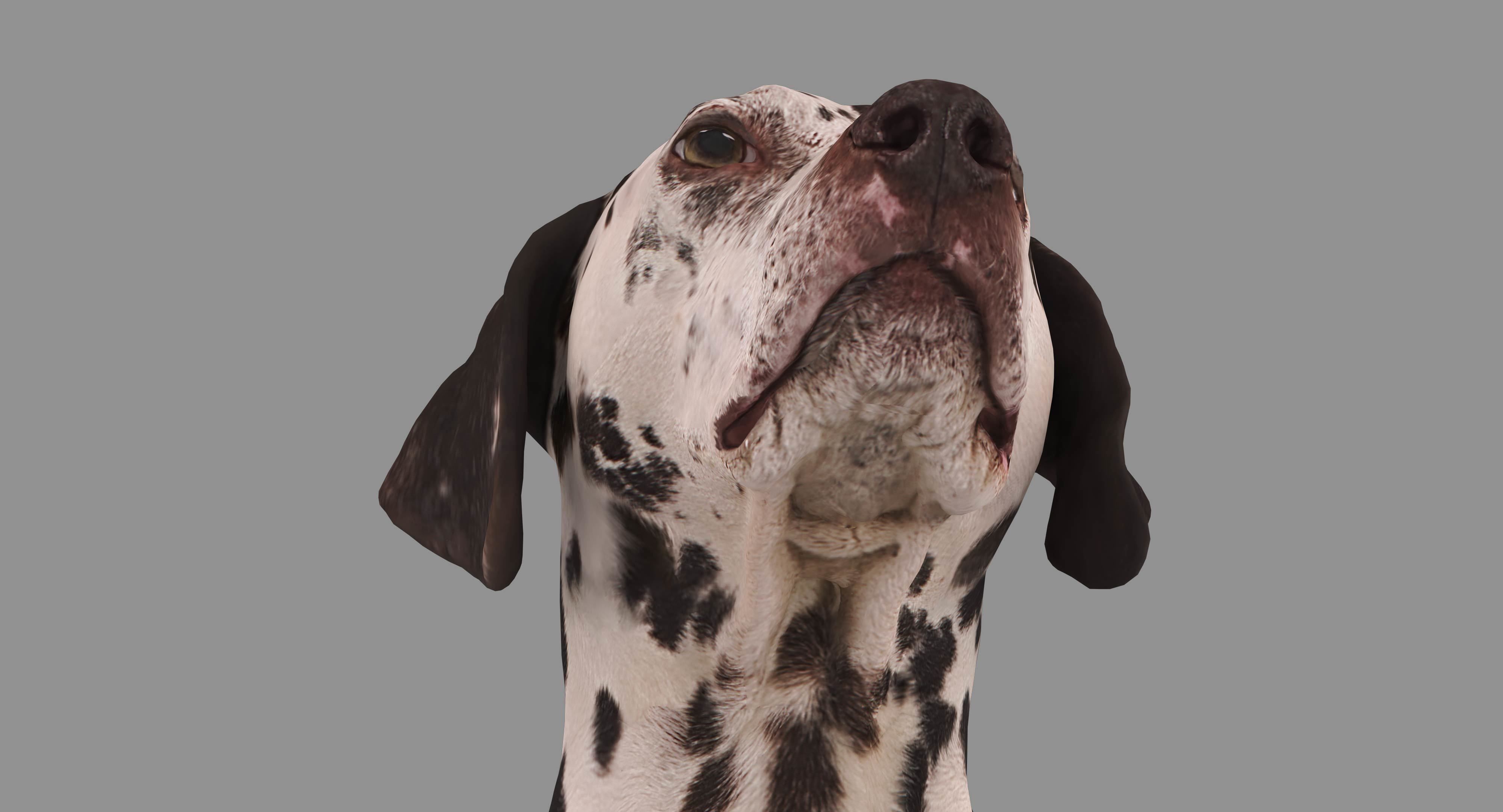 Dalmatian Dog Sitting Low-poly 3D model_17
