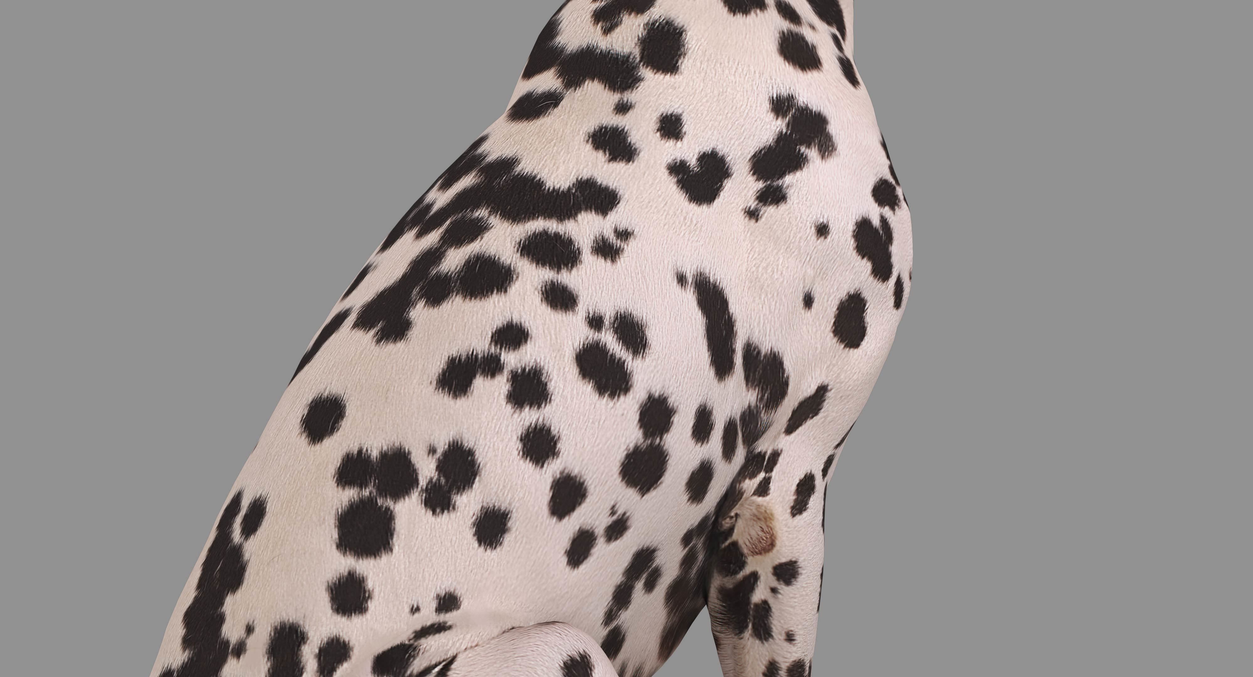 Dalmatian Dog Sitting Low-poly 3D model_29