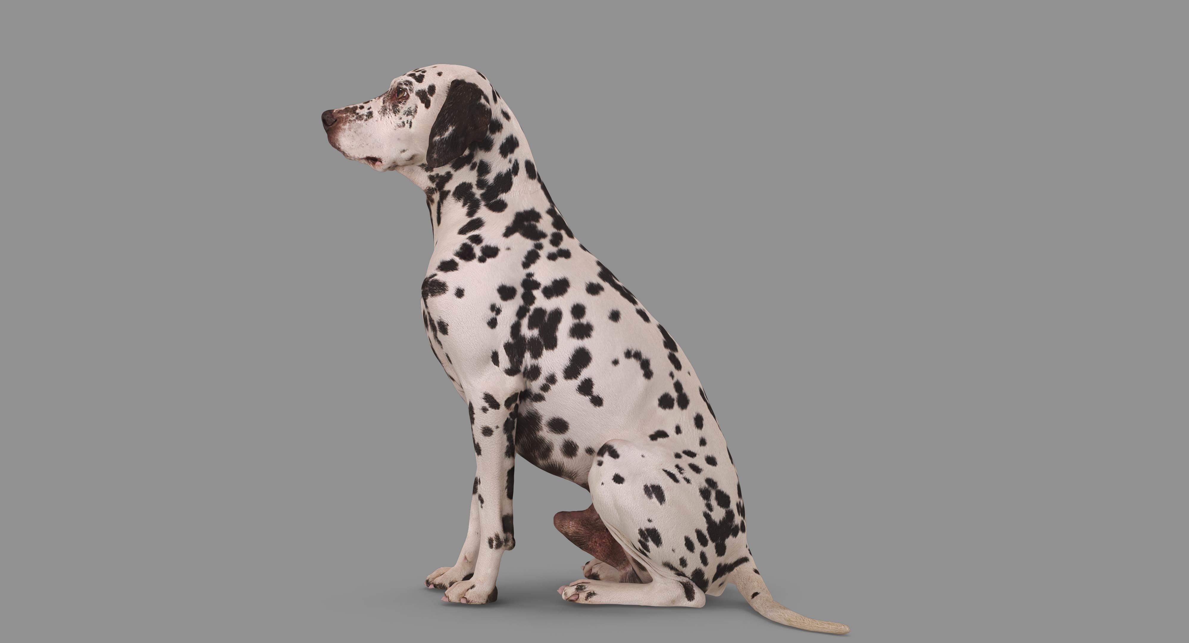 Dalmatian Dog Sitting Low-poly 3D model_85