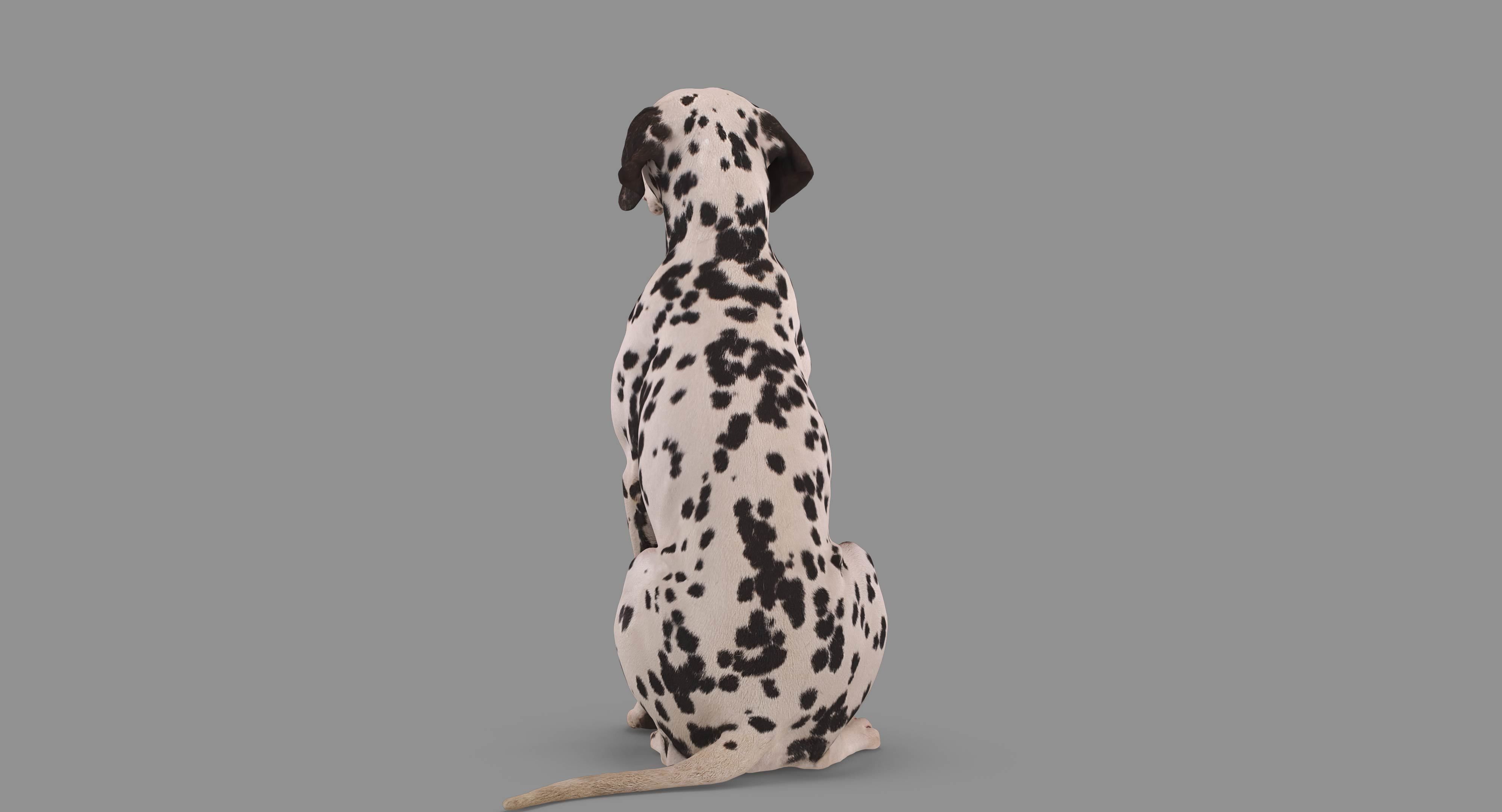 Dalmatian Dog Sitting Low-poly 3D model_75