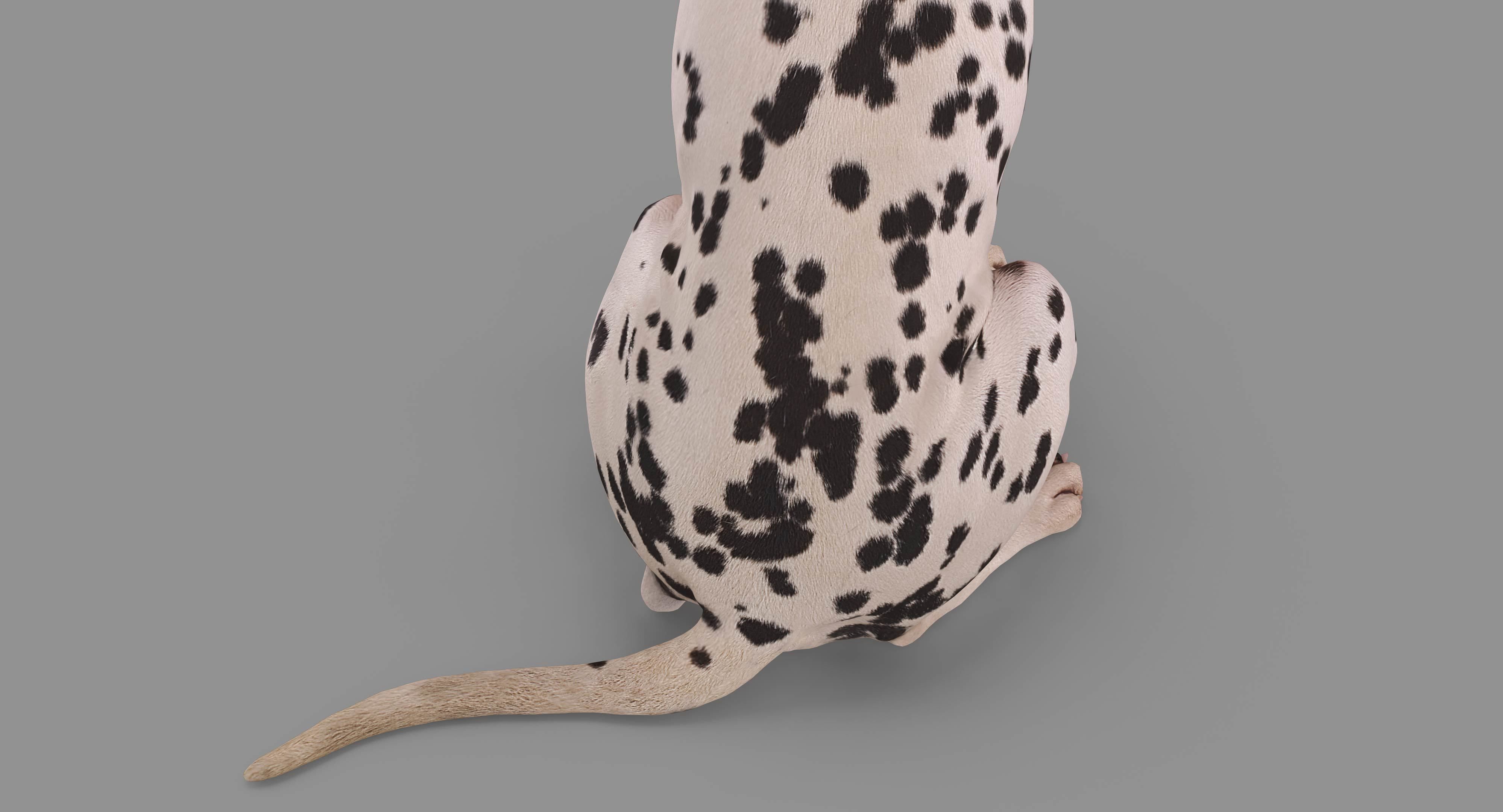 Dalmatian Dog Sitting Low-poly 3D model_35