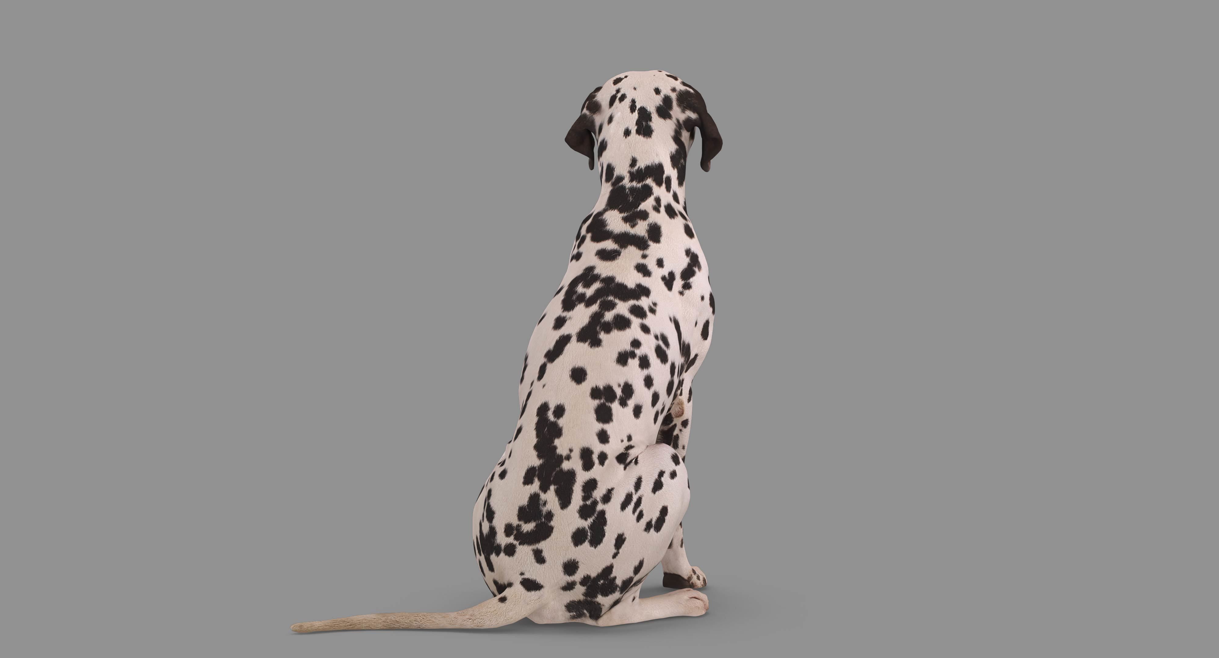 Dalmatian Dog Sitting Low-poly 3D model_71