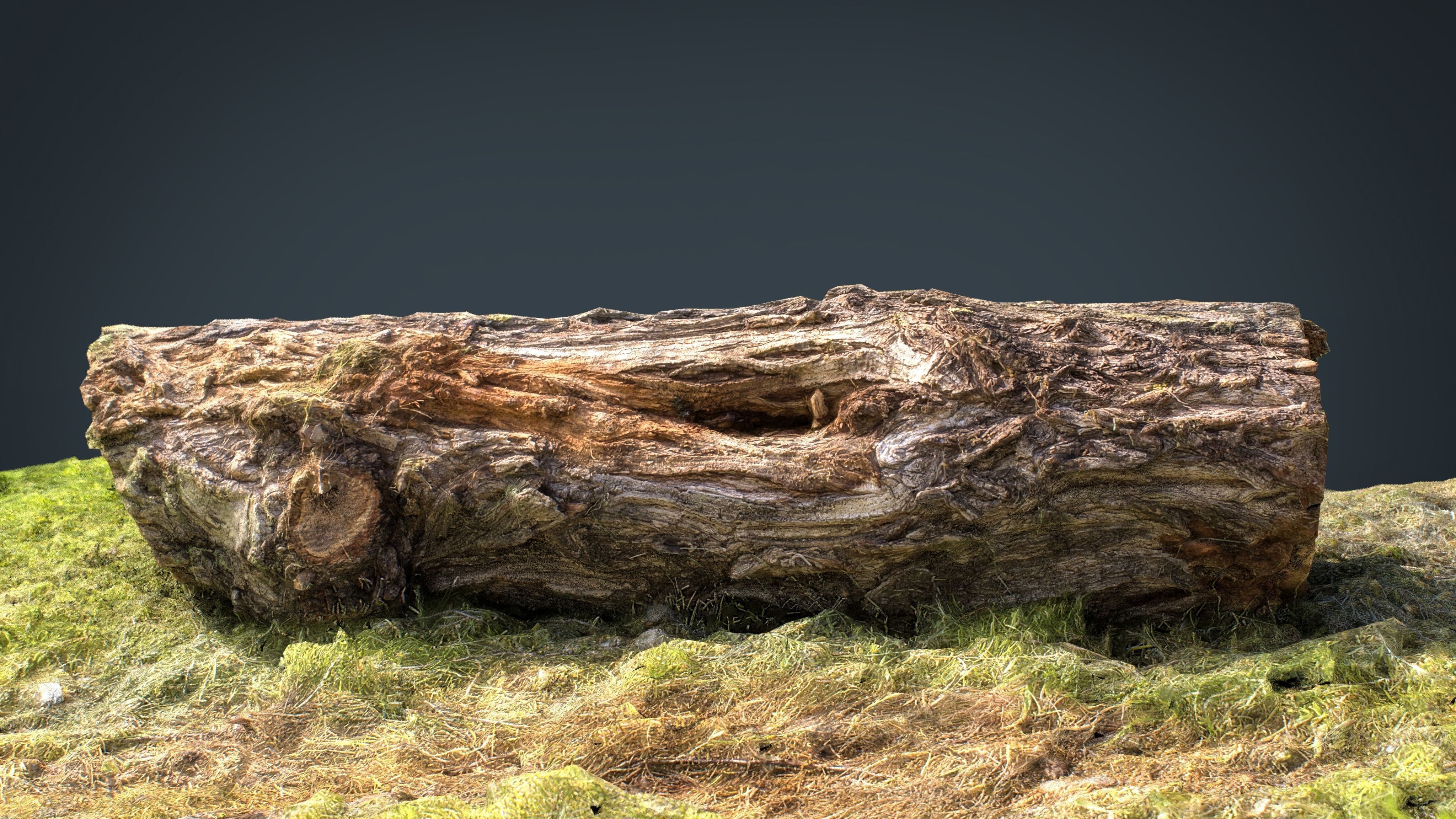 Dead trunk 6 Low-poly 3D model_10
