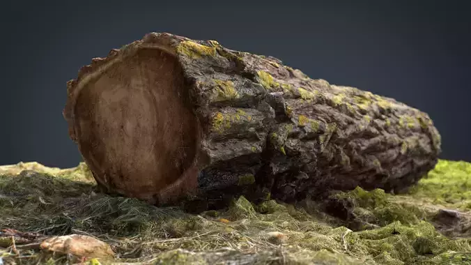 Dead trunk 6 Low-poly 3D model