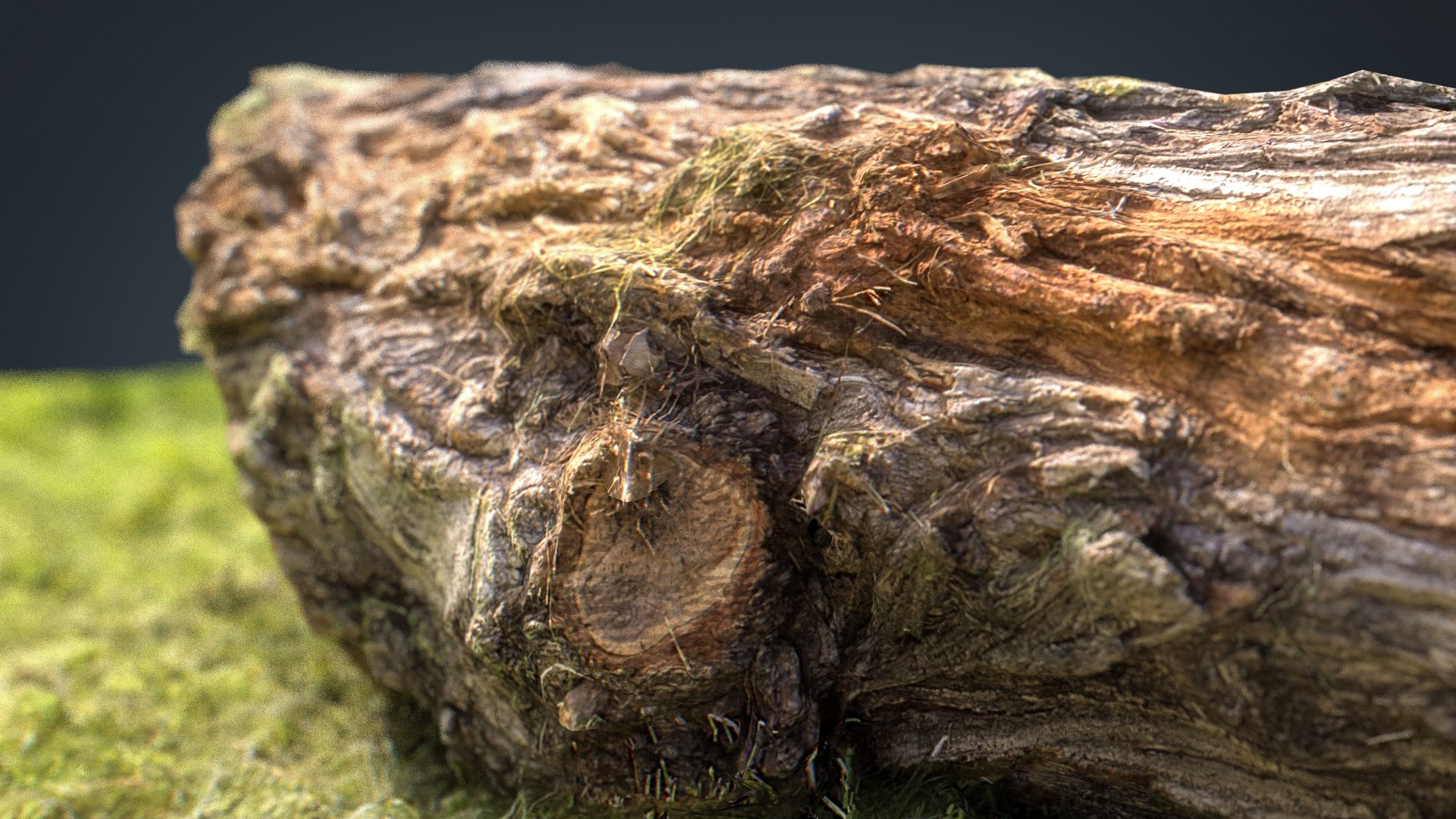 Dead trunk 6 Low-poly 3D model_11