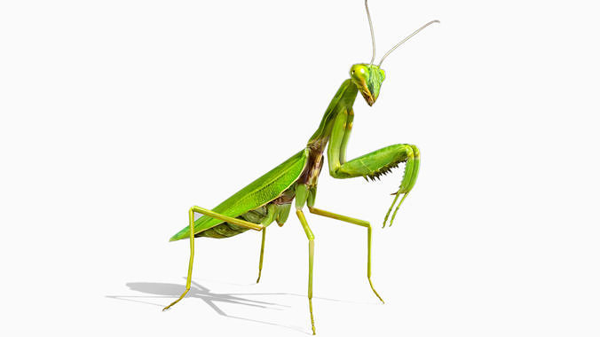 Prayer Mantis Low-poly 3D model