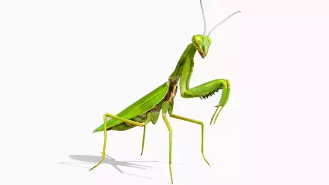 Prayer Mantis