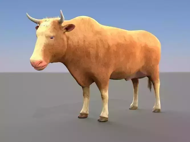 Cow Male and female plus animation Low-poly 3D model