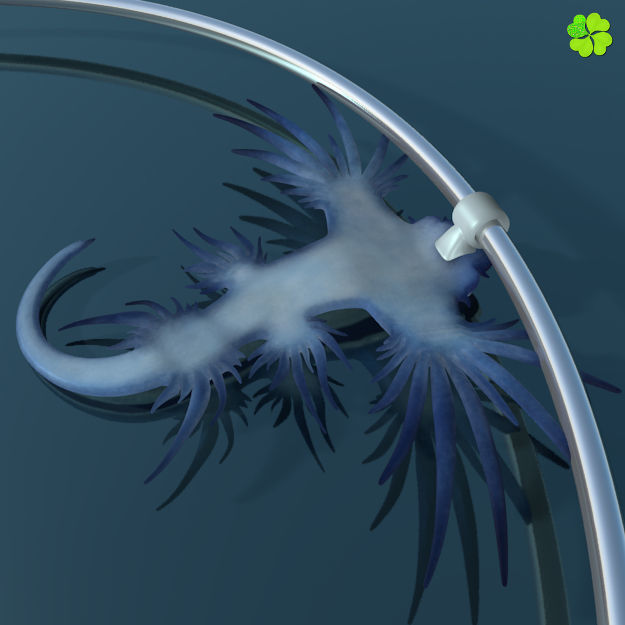 Glaucus atlanticus necklace low poly Low-poly 3D model_3