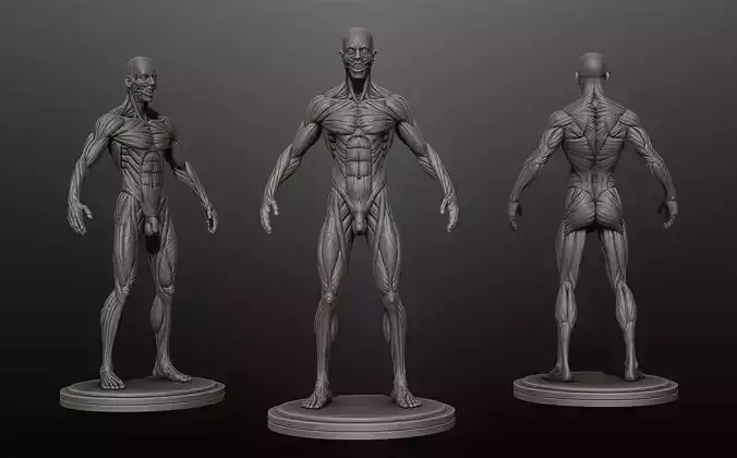 Male Ecorche Rest Pose 3D model
