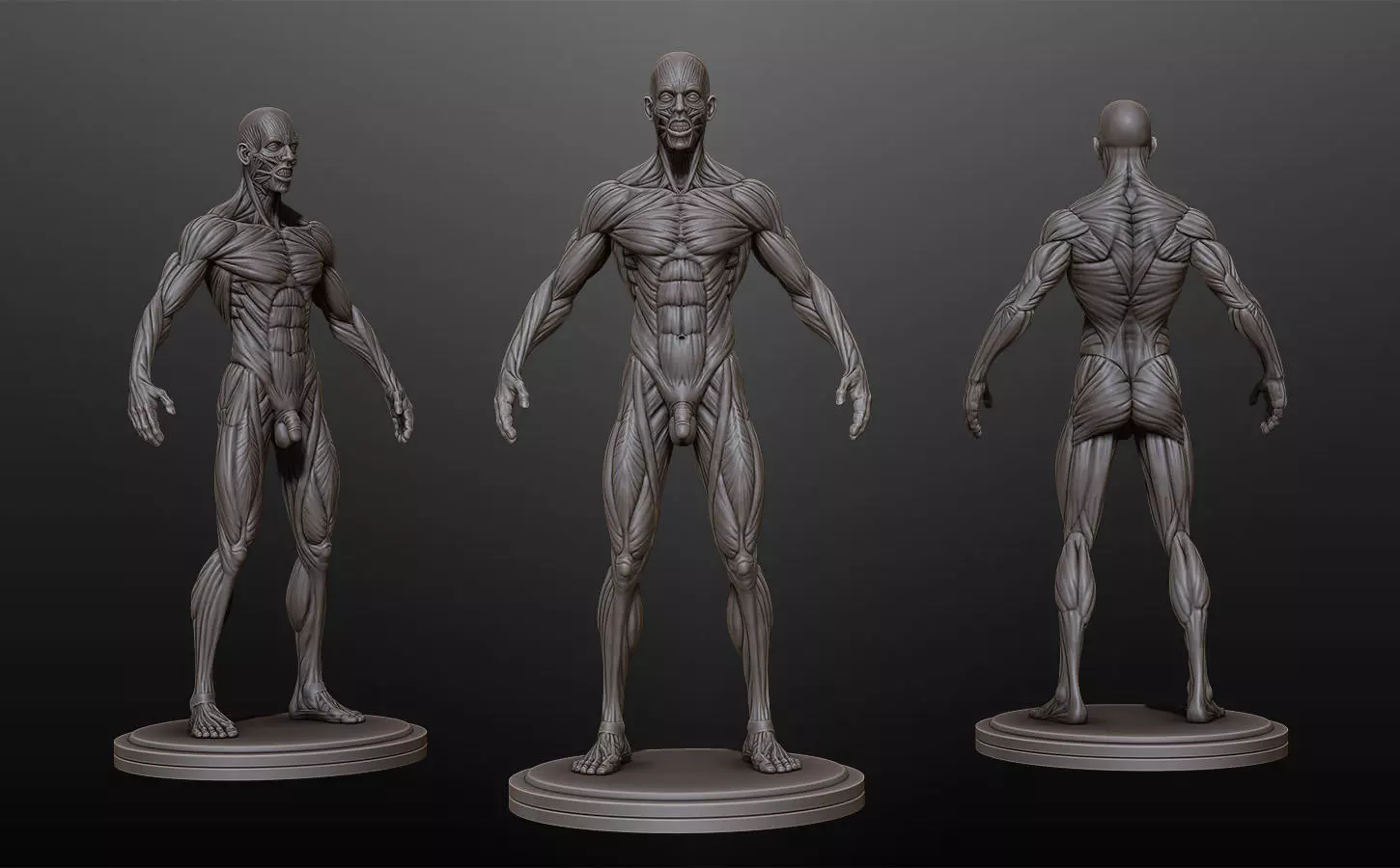 Male Ecorche Rest Pose 3D model_0