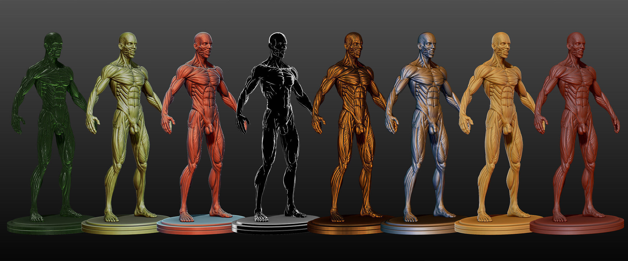 Male Ecorche Rest Pose 3D model_4