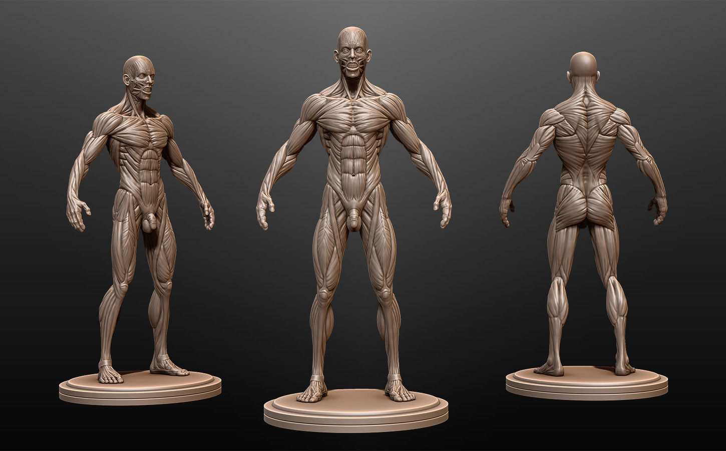 Male Ecorche Rest Pose 3D model_2