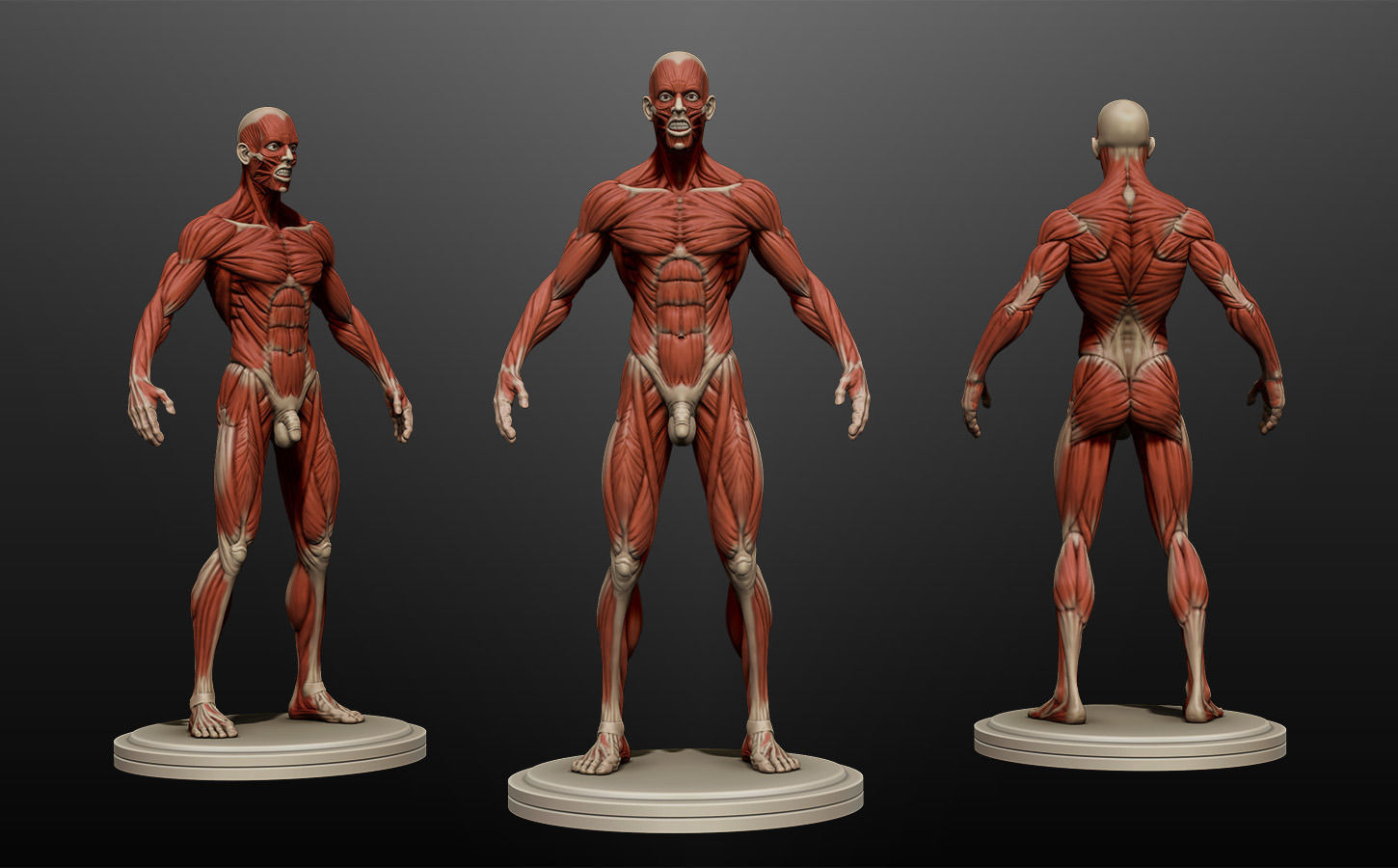 Male Ecorche Rest Pose 3D model_3