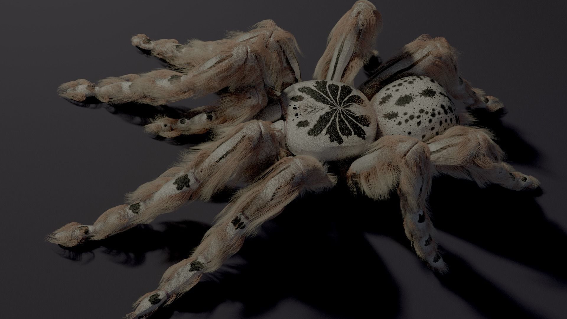 Evil white spider Low-poly 3D model_1