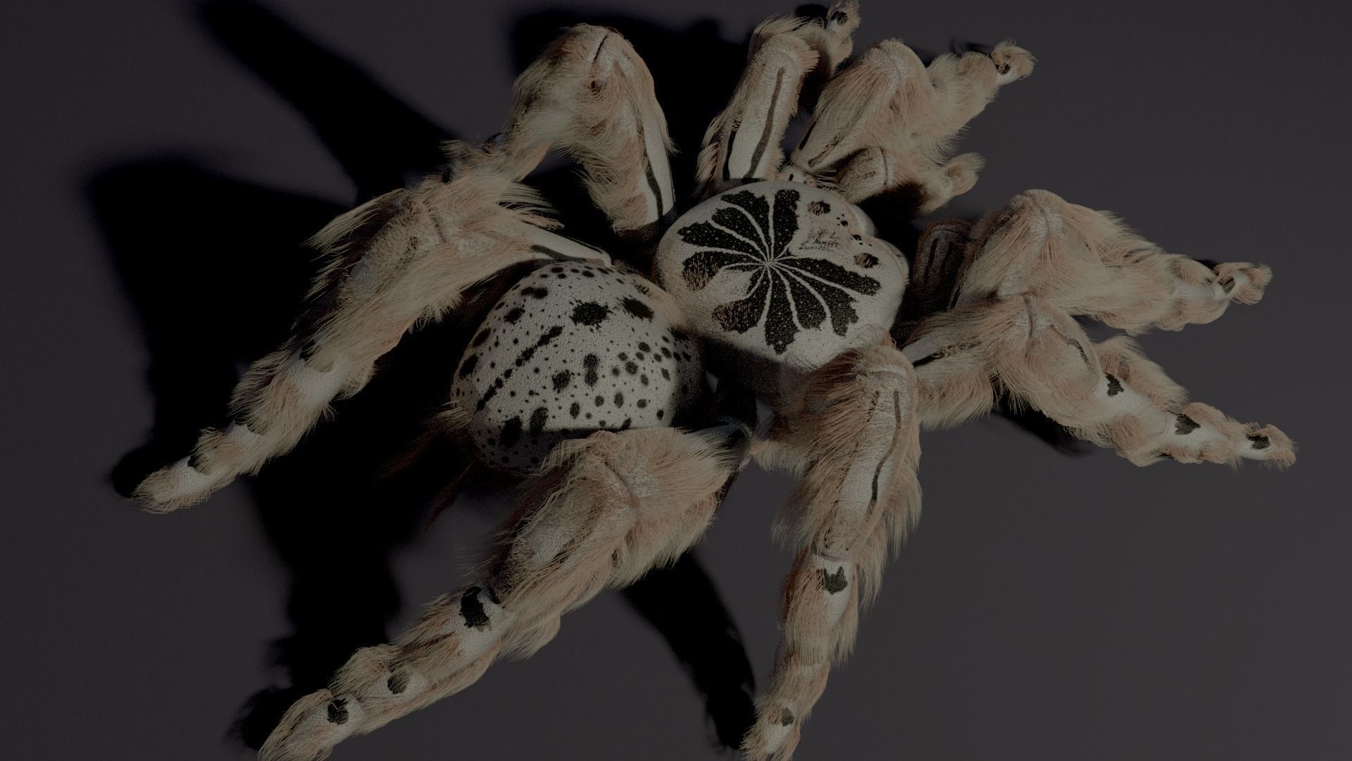 Evil white spider Low-poly 3D model_2