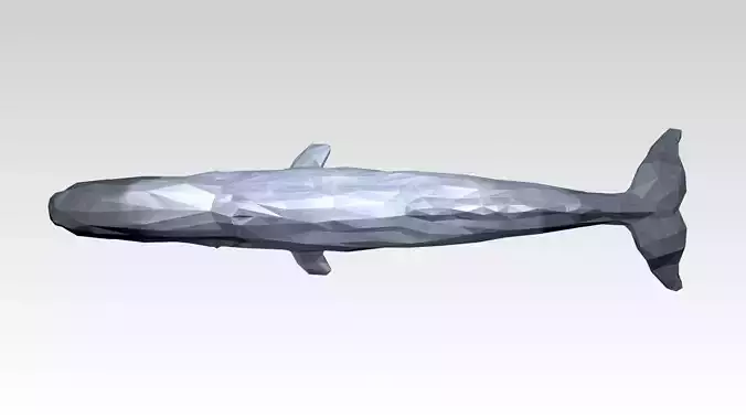 Whale Low Poligonal
