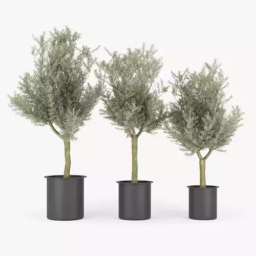 Olive Tree 3D model