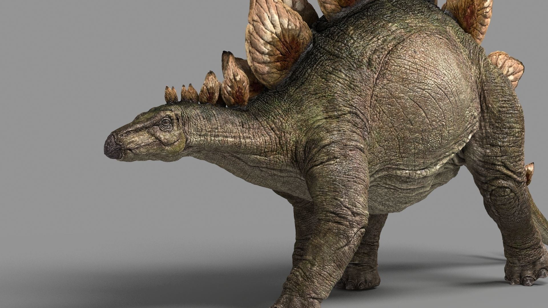 Stegosaurus animations Low-poly 3D model_3